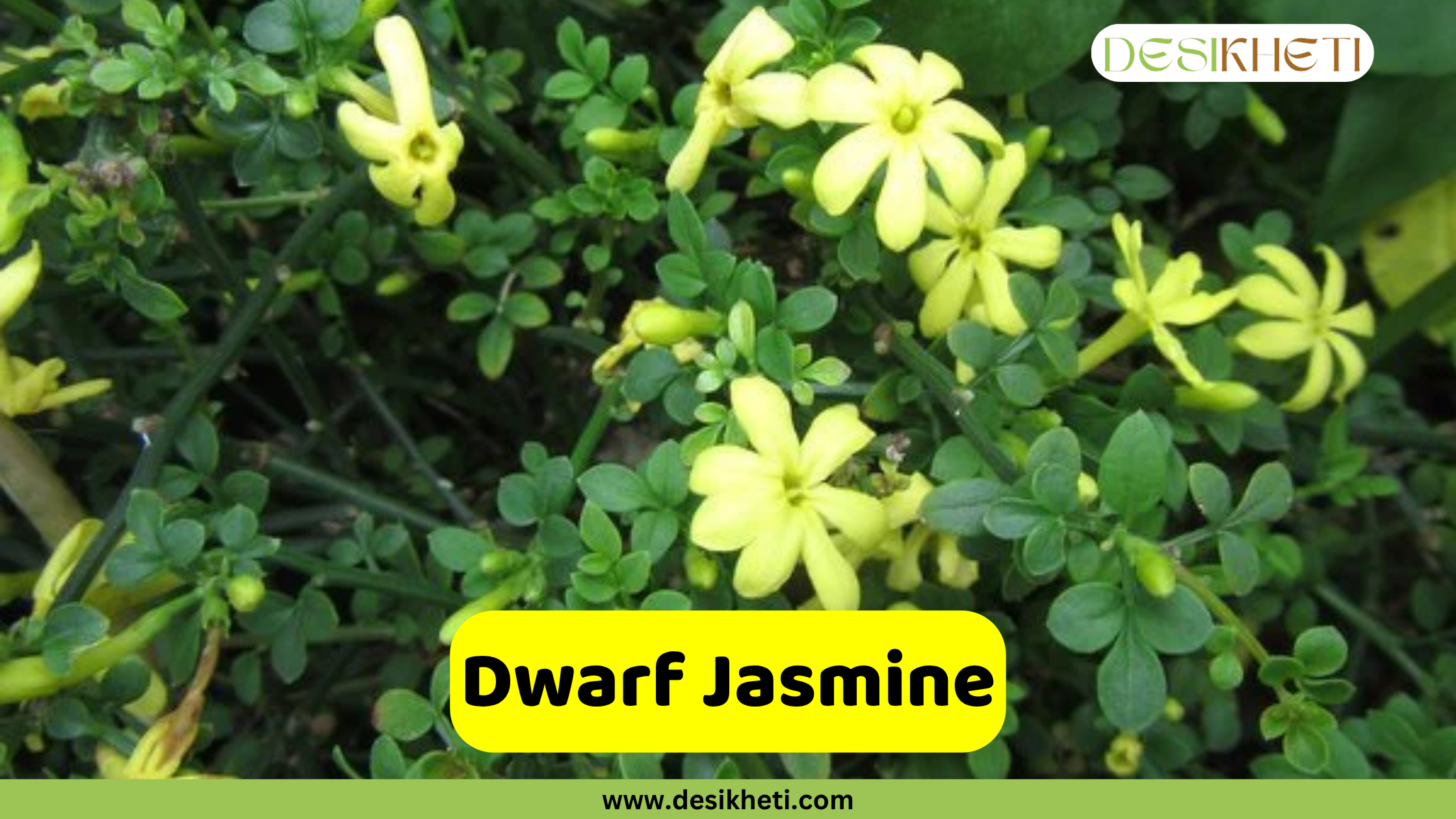 
A dense bush of Dwarf Jasmine, featuring small, five-petaled yellow flowers and bright green leaves on slender stems. The text "Dwarf Jasmine" is on a yellow banner at the bottom center. A "DESIKHETI" logo is in the top right corner, and the website "www.desikheti.com" is at the bottom of the image.