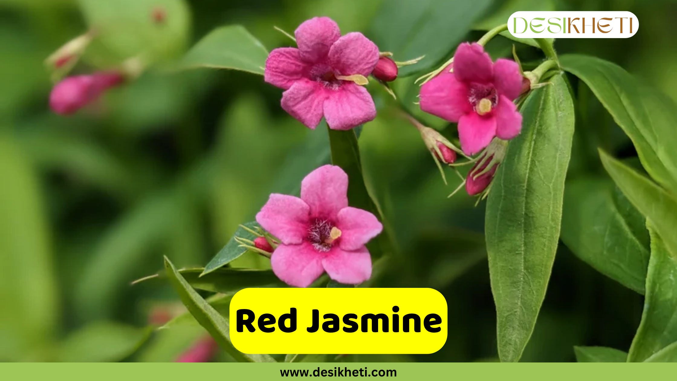 
A close-up of three vibrant pink-to-red Red Jasmine flowers with five petals and a yellow center, surrounded by glossy green leaves. The text "Red Jasmine" is on a yellow rectangular overlay at the bottom center. A "DESIKHETI" logo is in the top right corner, and the website "www.desikheti.com" is at the bottom of the image.








