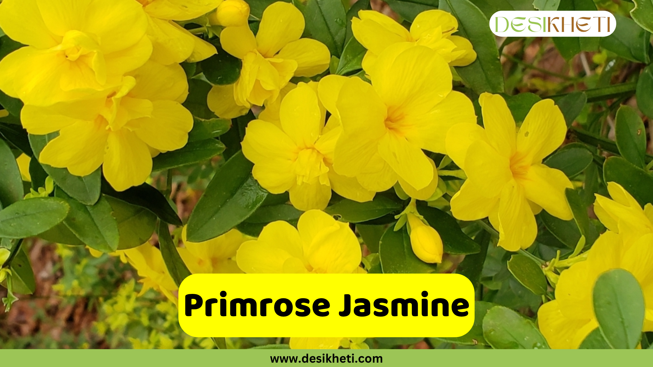 
A vibrant cluster of bright yellow Primrose Jasmine flowers with five to six petals each, surrounded by dark green leaves. The text "Primrose Jasmine" is on a yellow rectangular overlay at the bottom center. A "DESIKHETI" logo is in the top right corner, and the website "www.desikheti.com" is at the bottom of the image.