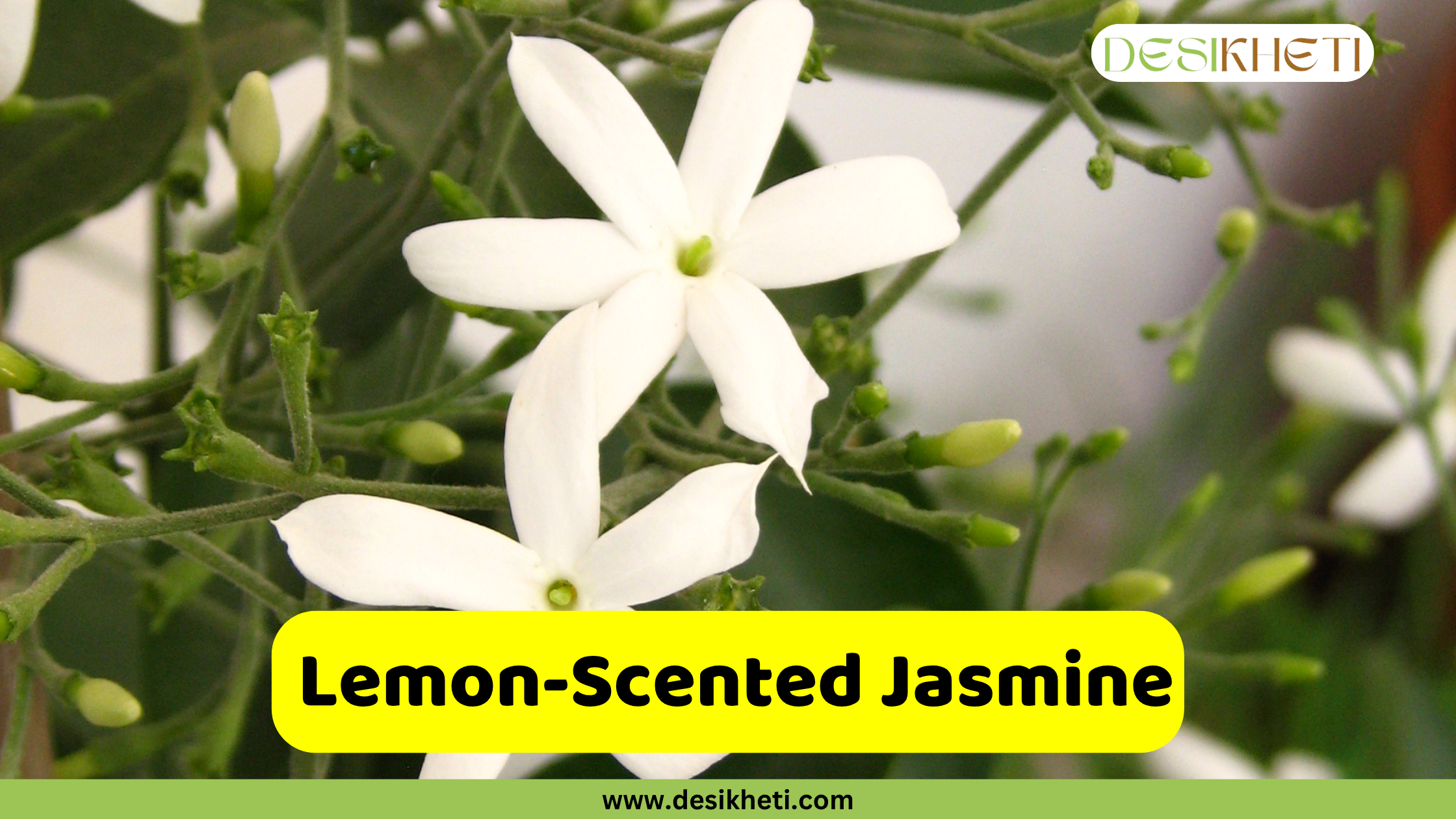 
A close-up of two white Lemon-Scented Jasmine flowers, each with five petals, blooming on a vine with numerous buds and green leaves. The text "Lemon-Scented Jasmine" is on a yellow banner at the bottom center. A "DESIKHETI" logo is in the top right corner, and the website "www.desikheti.com" is at the bottom of the image.
