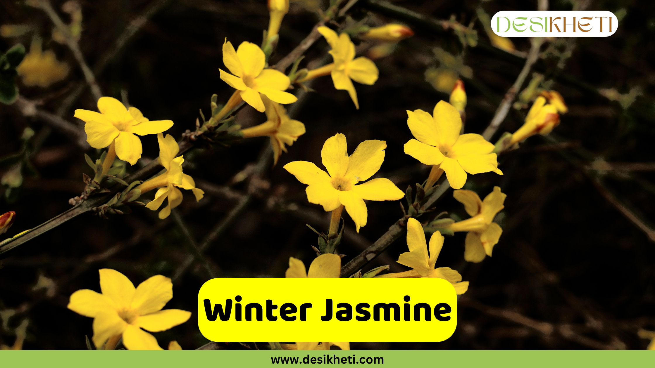 
A close-up of several bright yellow Winter Jasmine flowers, with five to six petals each, blooming on bare dark brown branches. The background is dark and out of focus. The text "Winter Jasmine" is on a yellow rectangular overlay at the bottom center. A "DESIKHETI" logo is in the top right corner, and the website "www.desikheti.com" is at the bottom of the image.