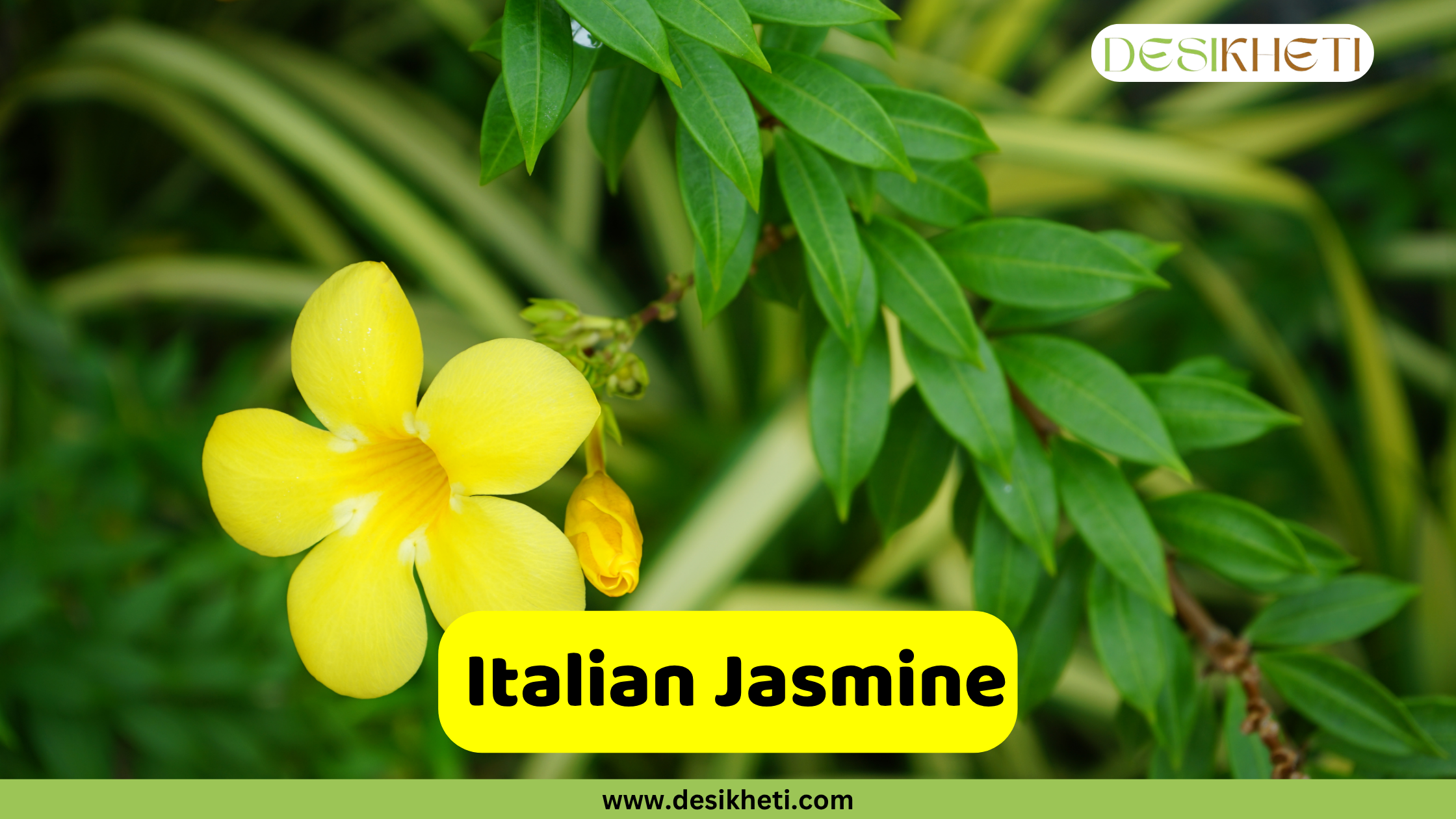 
A close-up of a single bright yellow Italian Jasmine flower with five petals, blooming on a vine with lush green leaves. A small bud is visible near the main flower. The text "Italian Jasmine" is on a yellow rectangular overlay at the bottom center. A "DESIKHETI" logo is in the top right corner, and the website "www.desikheti.com" is at the bottom of the image.