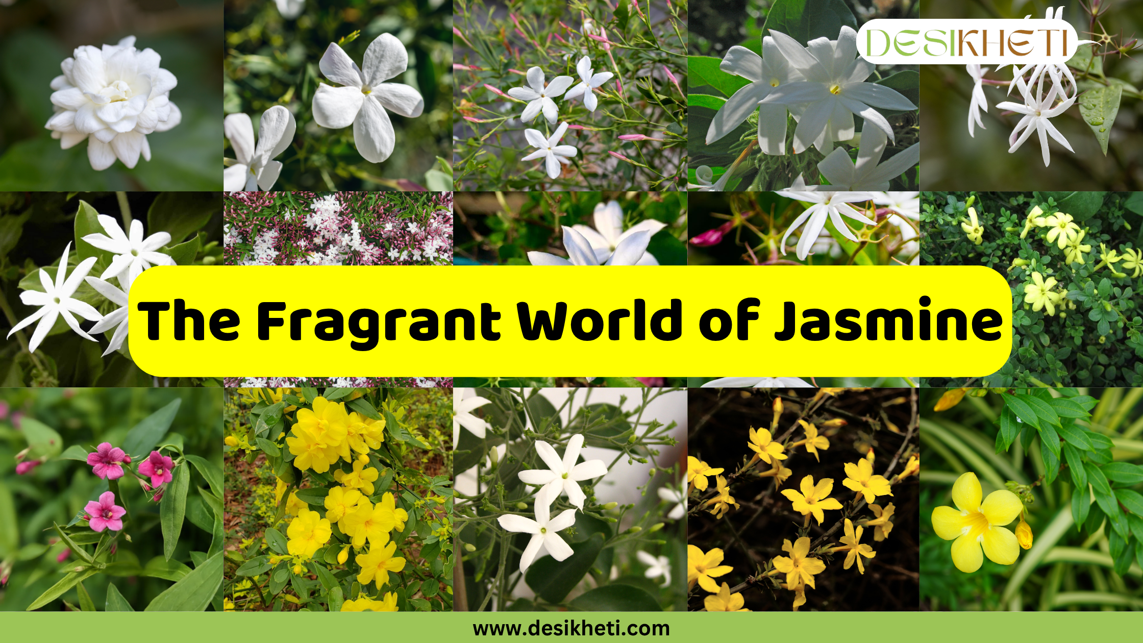 A collage showcasing a variety of jasmine flowers in different colors and shapes, including white, pink, and yellow varieties. The text "The Fragrant World of Jasmine" is on a yellow rectangular overlay in the center. The top right corner has a "DESIKHETI" logo, and the bottom center has the website "www.desikheti.com".