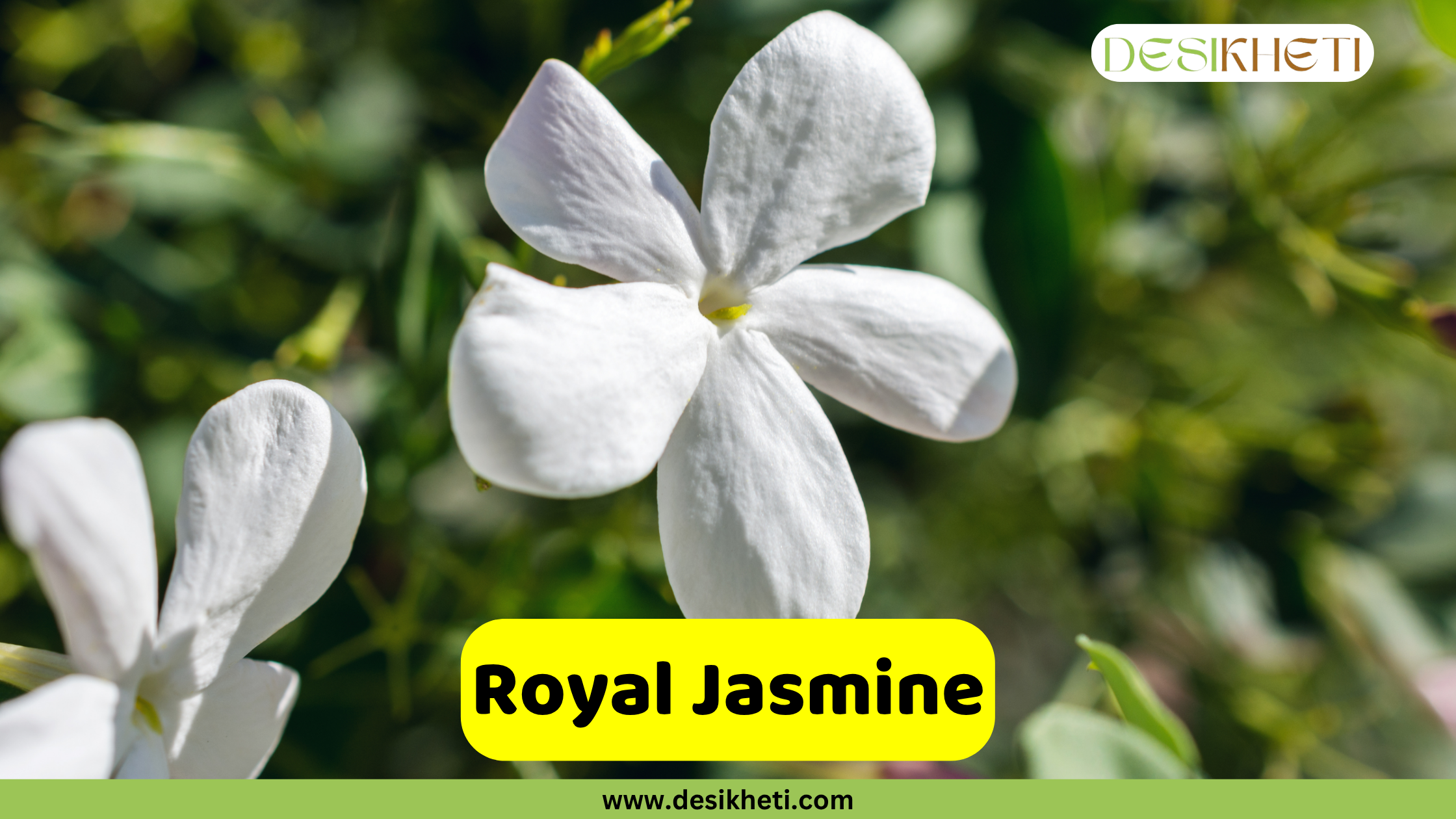 
A close-up of a single white Royal Jasmine flower with five distinct petals, with other blurry jasmine flowers and green leaves in the background. The text "Royal Jasmine" is on a yellow rectangular overlay at the bottom center. A logo for "DESIKHETI" is in the top right corner, and the website "www.desikheti.com" is at the bottom of the image.