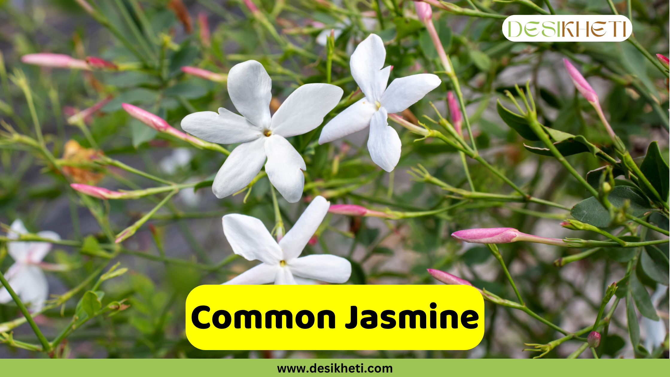 
A shot of several white, star-shaped Common Jasmine flowers with five petals blooming on a vine with green leaves and pink buds. The text "Common Jasmine" is displayed on a yellow banner at the bottom center. A "DESIKHETI" logo is in the top right corner, and the website "www.desikheti.com" is at the bottom of the image.