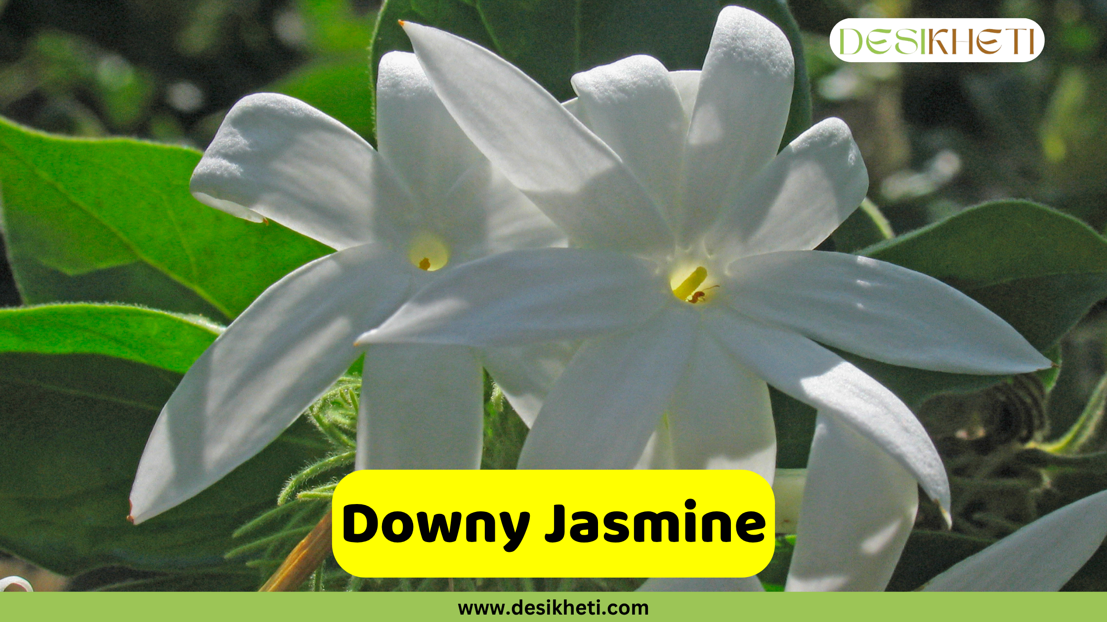 
A close-up of two white Downy Jasmine flowers, each with a yellow center and long, pointed petals, with a dark, blurry background. The text "Downy Jasmine" is on a yellow rectangular overlay at the bottom center. A logo for "DESIKHETI" is in the top right corner, and the website "www.desikheti.com" is at the bottom.