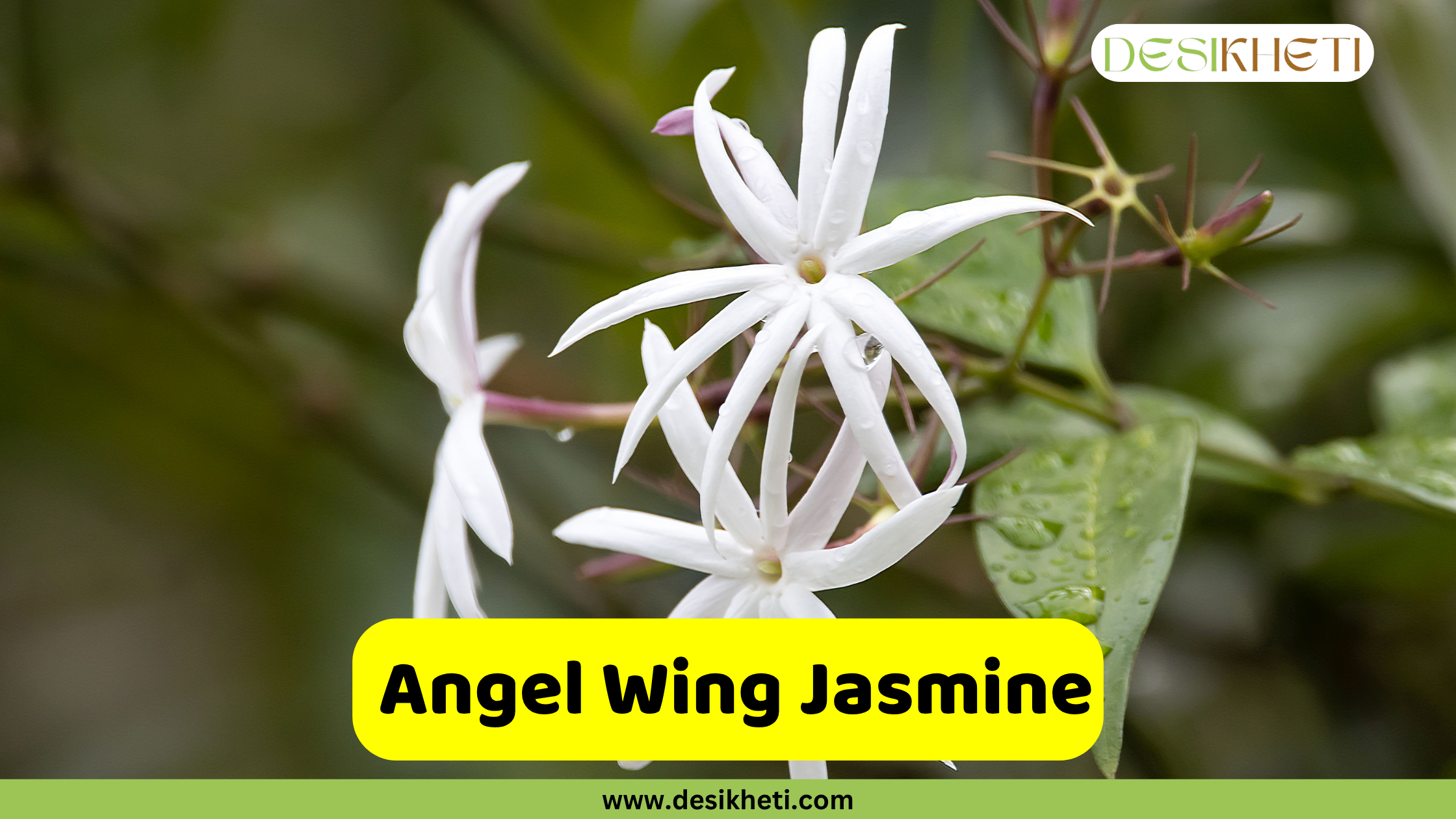 
A close-up of a cluster of white, star-shaped Angel Wing Jasmine flowers with long, thin petals, some with water droplets, on a vine with a blurry green background. The text "Angel Wing Jasmine" is written on a yellow rectangular overlay at the bottom center. A logo for "DESIKHETI" is in the top right corner, and the website "www.desikheti.com" is at the bottom of the image.