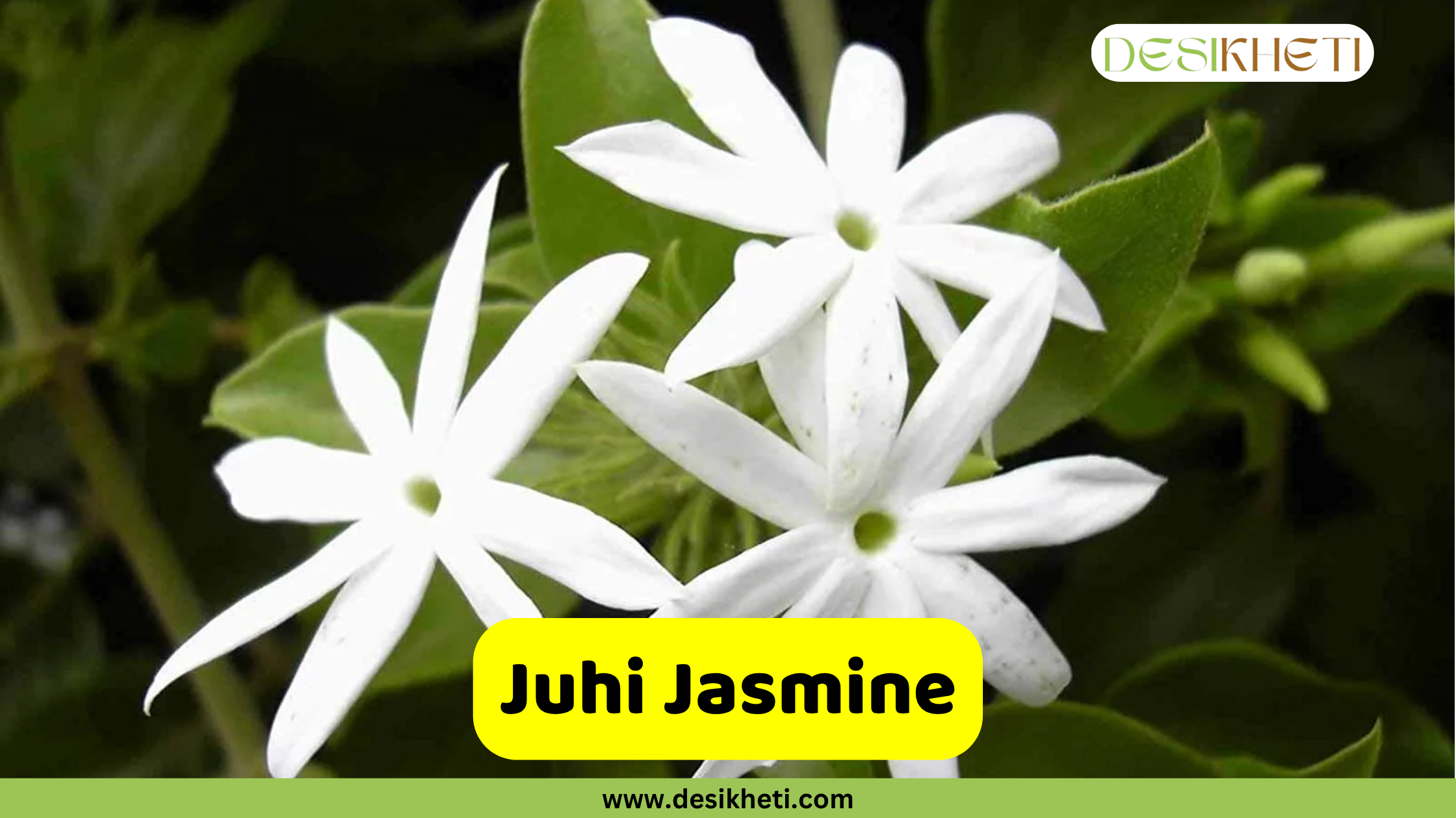 
A close-up of three white Juhi Jasmine flowers, each with a star-like shape and a green center, set against a dark, blurry green leafy background. The text "Juhi Jasmine" is on a yellow banner at the bottom center. A "DESIKHETI" logo is in the top right corner, and the website "www.desikheti.com" is at the bottom of the image.