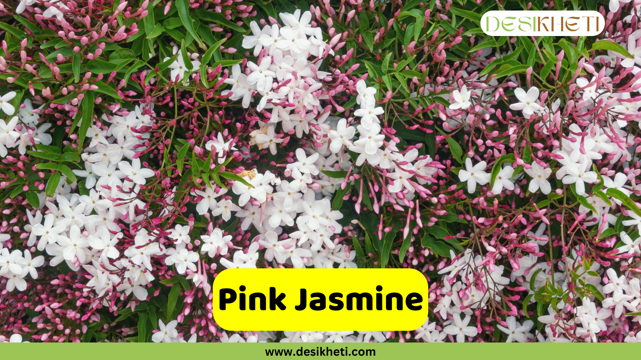 
A full-frame view of a dense bush of Pink Jasmine flowers, with numerous small white and pink blooms and buds covering the green foliage. The text "Pink Jasmine" is on a yellow rectangular overlay at the bottom center. The top right corner has a "DESIKHETI" logo, and the bottom center has the website "www.desikheti.com".