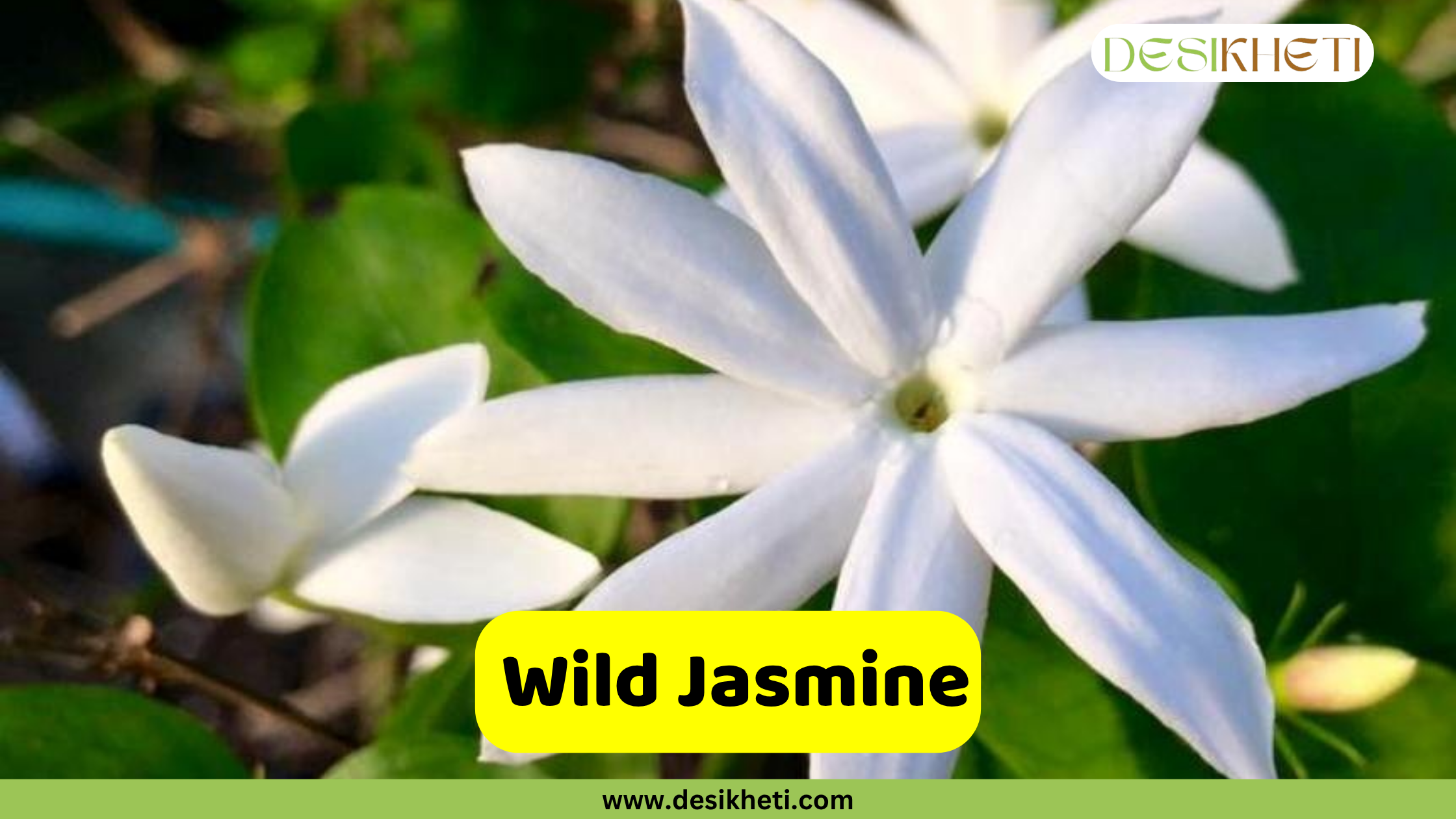 
A close-up of a white Wild Jasmine flower with seven long, pointed petals and a faint yellow center, with other blurry flowers and green leaves in the background. The text "Wild Jasmine" is on a yellow rectangular overlay in the lower center. A logo for "DESIKHETI" is in the top right corner, and the website "www.desikheti.com" is at the bottom of the image.