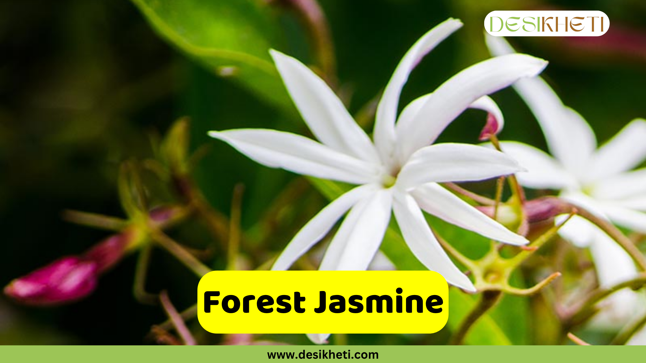 
A close-up of a white Forest Jasmine flower with eight long, narrow petals and a light center, with a blurry dark background and a few small pink buds visible. The text "Forest Jasmine" is on a yellow rectangular overlay at the bottom center. A "DESIKHETI" logo is in the top right corner, and the website "www.desikheti.com" is at the bottom of the image.