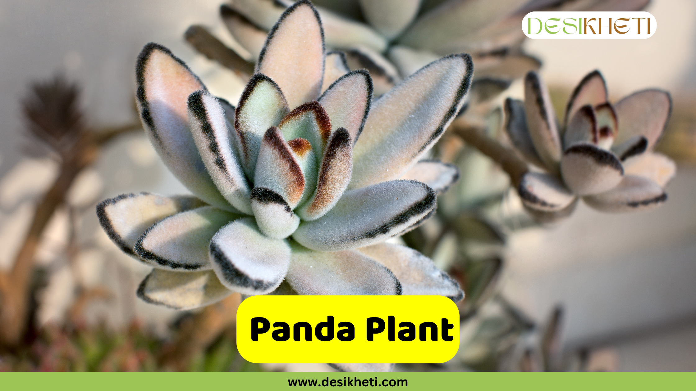 
A close-up of a Panda Plant succulent with fuzzy, silvery-green leaves tipped with brown. The text "Panda Plant" is in a yellow box, and the website "www.desikheti.com" is at the bottom. The logo "DESIKHETI" is in the top right corner.