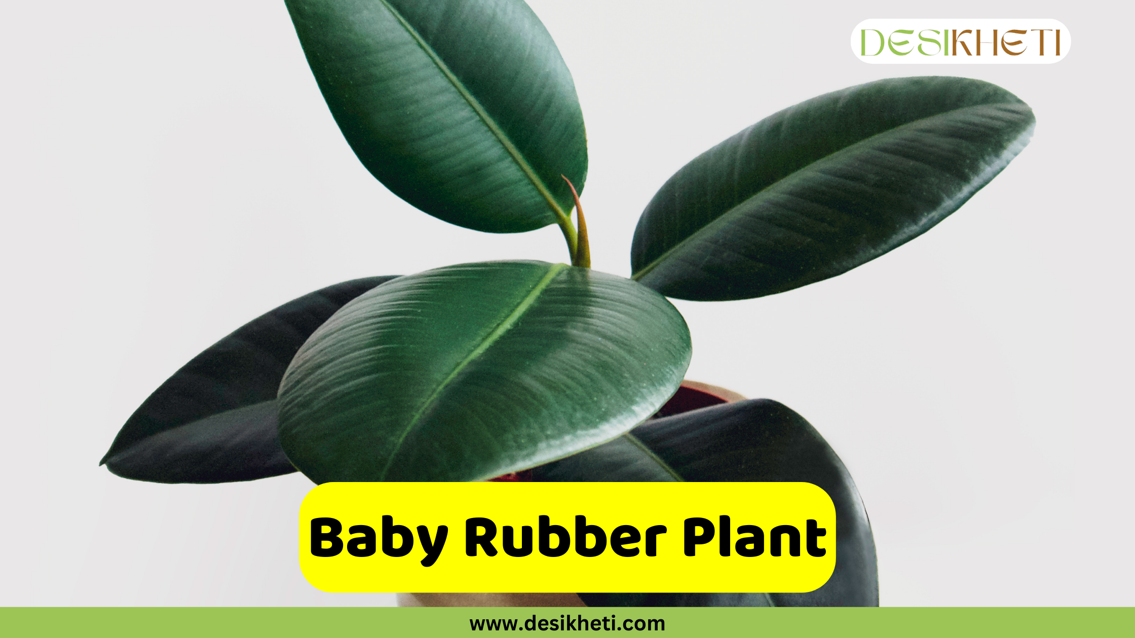 
A close-up of a small Baby Rubber Plant with several glossy, dark green leaves. The text "Baby Rubber Plant" is in a yellow box, and the website "www.desikheti.com" is at the bottom. The logo "DESIKHETI" is in the top right corner.