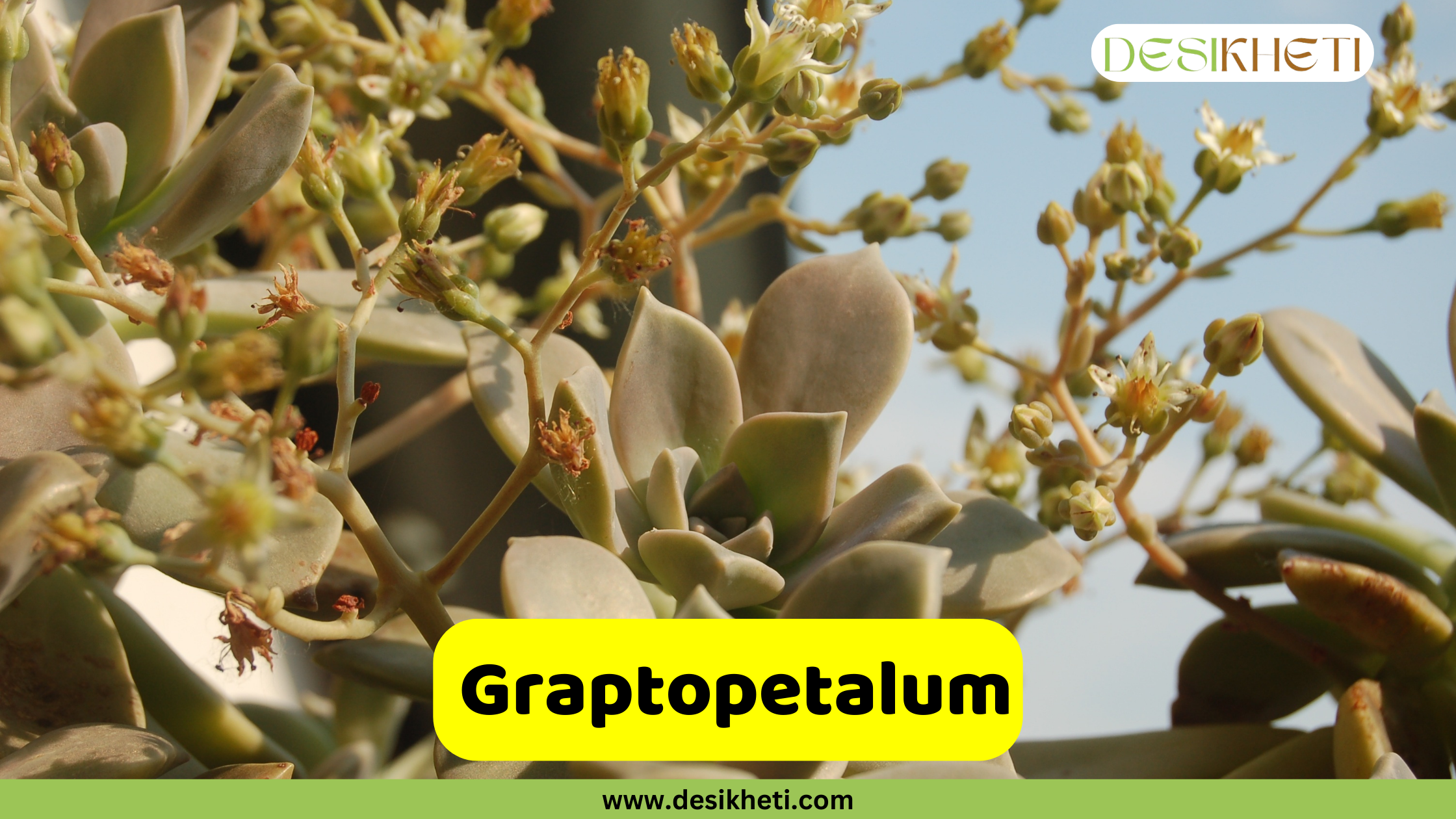 
A close-up of a Graptopetalum succulent with thick, fleshy, gray-green leaves and small, star-shaped yellow flowers on tall stems. The text "Graptopetalum" is in a yellow box, and the website "www.desikheti.com" is at the bottom. The logo "DESIKHETI" is in the top right corner.