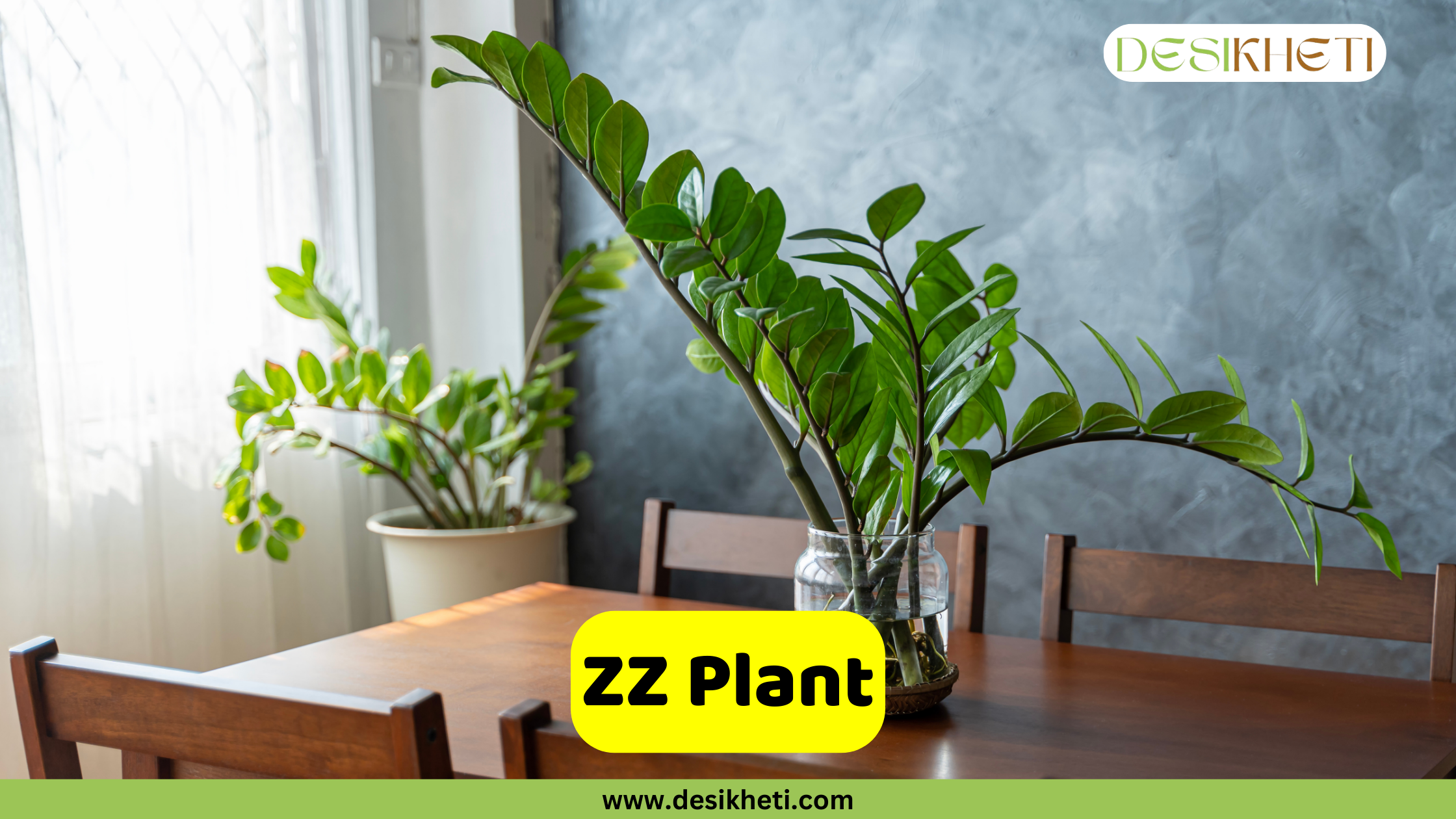
A close-up of a ZZ plant stem in a clear glass vase on a wooden dining table. Another ZZ plant is in a pot in the background. The text "ZZ Plant" is in a yellow box, and the website "www.desikheti.com" is at the bottom. The logo "DESIKHETI" is in the top right corner.