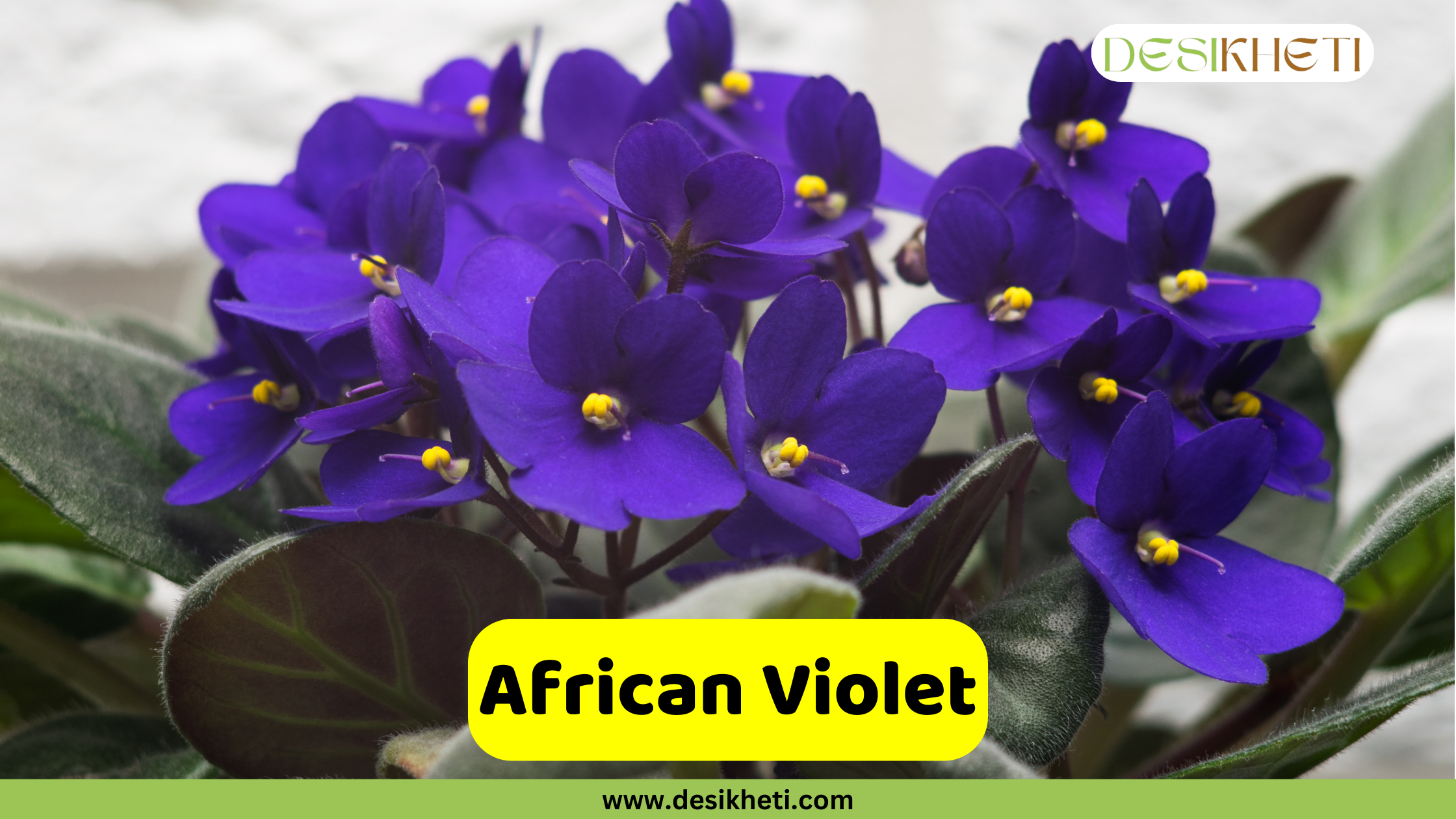 
A close-up of a cluster of vibrant purple African Violet flowers with yellow centers and fuzzy green leaves. The text "African Violet" is in a yellow box, and the website "www.desikheti.com" is at the bottom. The logo "DESIKHETI" is in the top right corner.