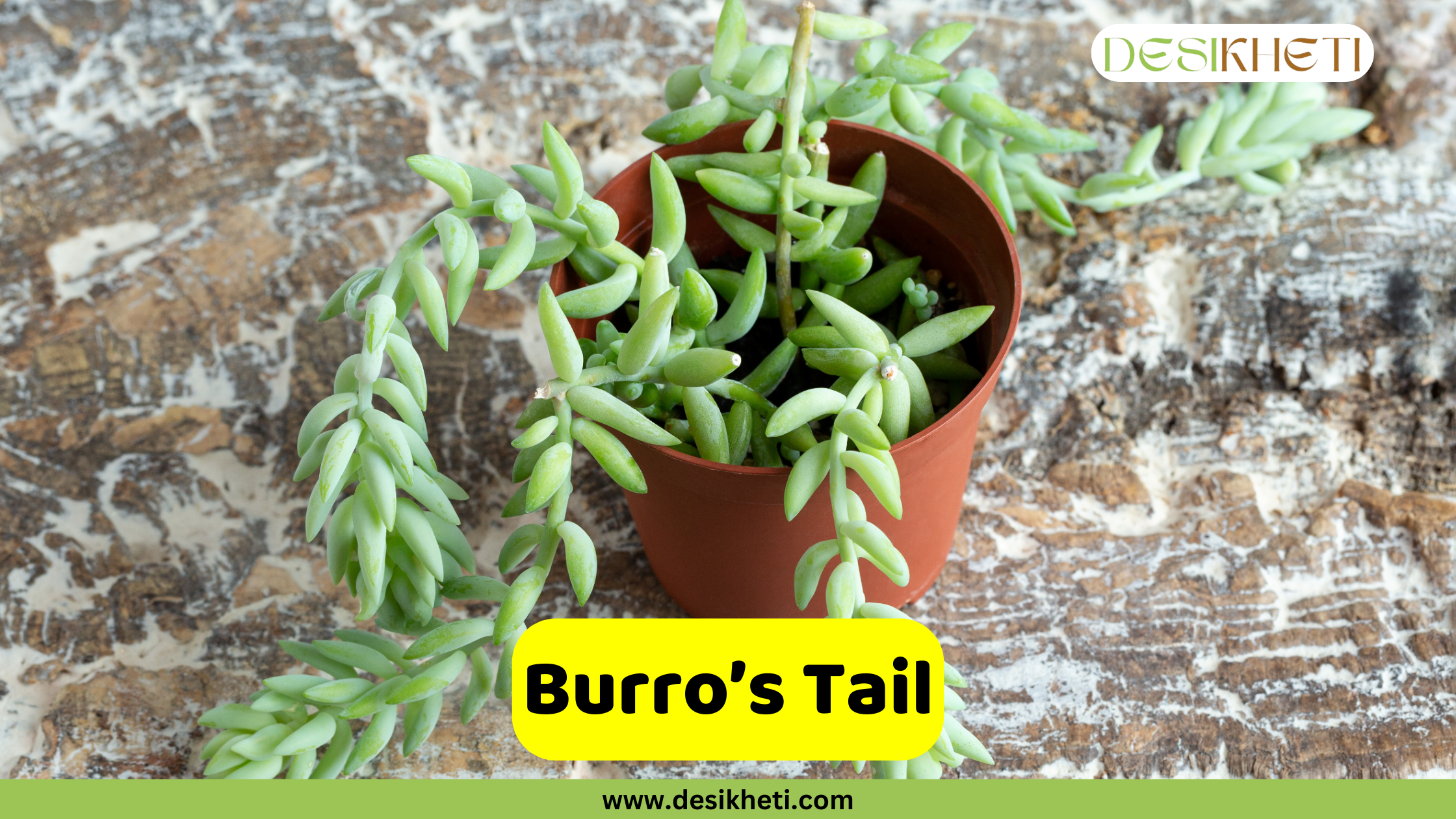 
A Burro's Tail succulent plant with thick, light green leaves trailing over the side of a small brown pot. The plant is placed on a textured, brown surface. The text "Burro's Tail" is in a yellow box, and the website "www.desikheti.com" is at the bottom. The logo "DESIKHETI" is in the top right corner.