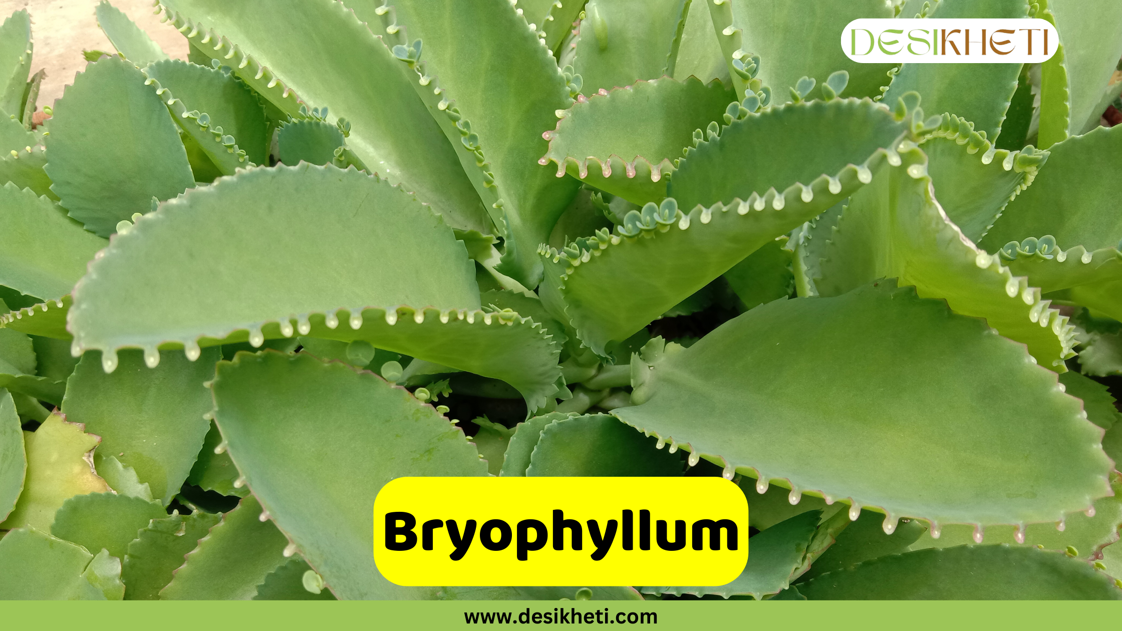 
A close-up of a Bryophyllum plant with large, green, serrated leaves. The text "Bryophyllum" is in a yellow box, and the website "www.desikheti.com" is at the bottom. The logo "DESIKHETI" is in the top right corner.