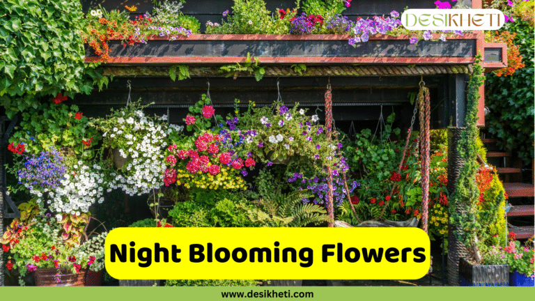 A close-up shot of a beautiful garden filled with hanging baskets and potted plants overflowing with vibrant, colorful flowers. The garden features a variety of plants, including petunias and what appear to be ferns, arranged on a porch-like structure. A swing hangs to the right. The image has a text overlay that reads "Night Blooming Flowers" in a yellow rectangular box. The bottom of the image includes a website address: "www.desikheti.com". The logo for "DESIKHETI" is visible in the top right corner.