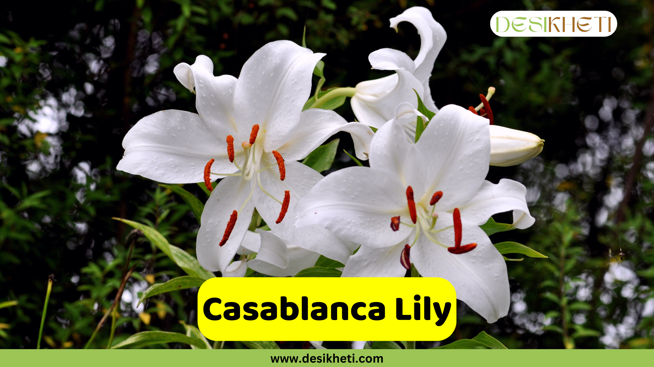 Casablanca Lily A close-up of a cluster of beautiful Casablanca lilies (Lilium 'Casablanca'), showcasing their large, pure white petals and prominent red-orange stamens. The flowers are surrounded by green leaves and set against a dark, blurred background of foliage. A text overlay in a yellow rectangular box reads "Casablanca Lily." The image also includes the website address "www.desikheti.com" at the bottom and the "DESIKHETI" logo in the top right corner.