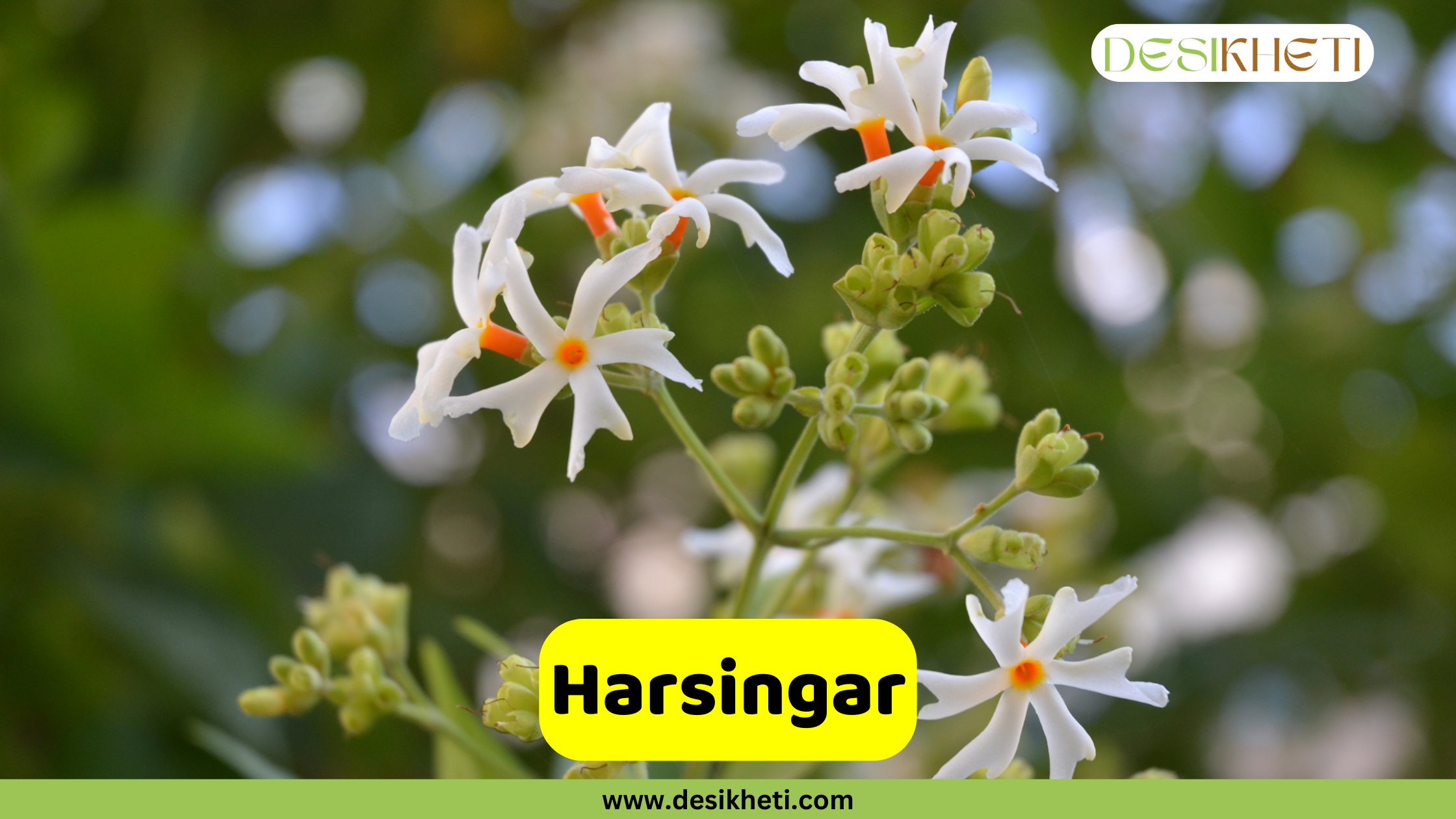 Harsingar A close-up shot of a Harsingar (Nyctanthes arbor-tristis) branch, showcasing its delicate white flowers with a vibrant orange stem at the center. Some buds are also visible on the branch, set against a blurred green background. A text overlay in a yellow rectangular box reads "Harsingar." The image also includes the website address "www.desikheti.com" at the bottom and the "DESIKHETI" logo in the top right corner.