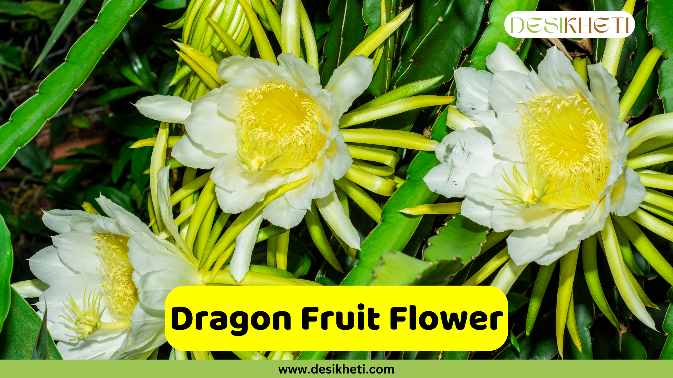 Dragon Fruit Flower A close-up shot of three beautiful dragon fruit flowers (Hylocereus undatus) in full bloom. The large, white petals and spiky, greenish-yellow sepals frame a vibrant yellow center filled with stamens. The flowers are growing from the thick, green stems of the cactus plant. A text overlay in a yellow rectangular box reads "Dragon Fruit Flower." The image also includes the website address "www.desikheti.com" at the bottom and the "DESIKHETI" logo in the top right corner.