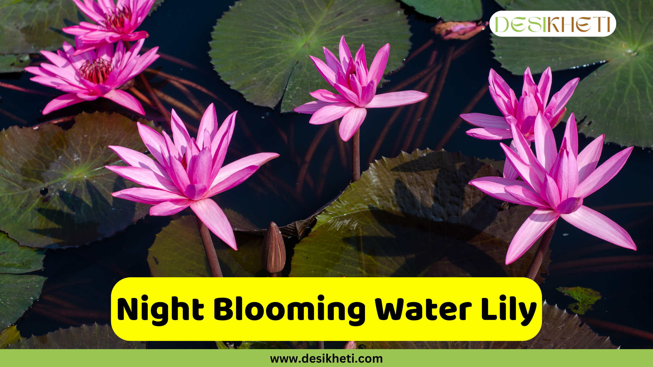 Night Blooming Water Lily. A serene shot of several beautiful night-blooming water lilies (Nymphaea) with vibrant pink petals and green lily pads floating on a dark pond surface. The flowers are open and facing upwards, showcasing their star-like shape. A text overlay in a yellow rectangular box reads "Night Blooming Water Lily." The image also includes the website address "www.desikheti.com" at the bottom and the "DESIKHETI" logo in the top right corner.