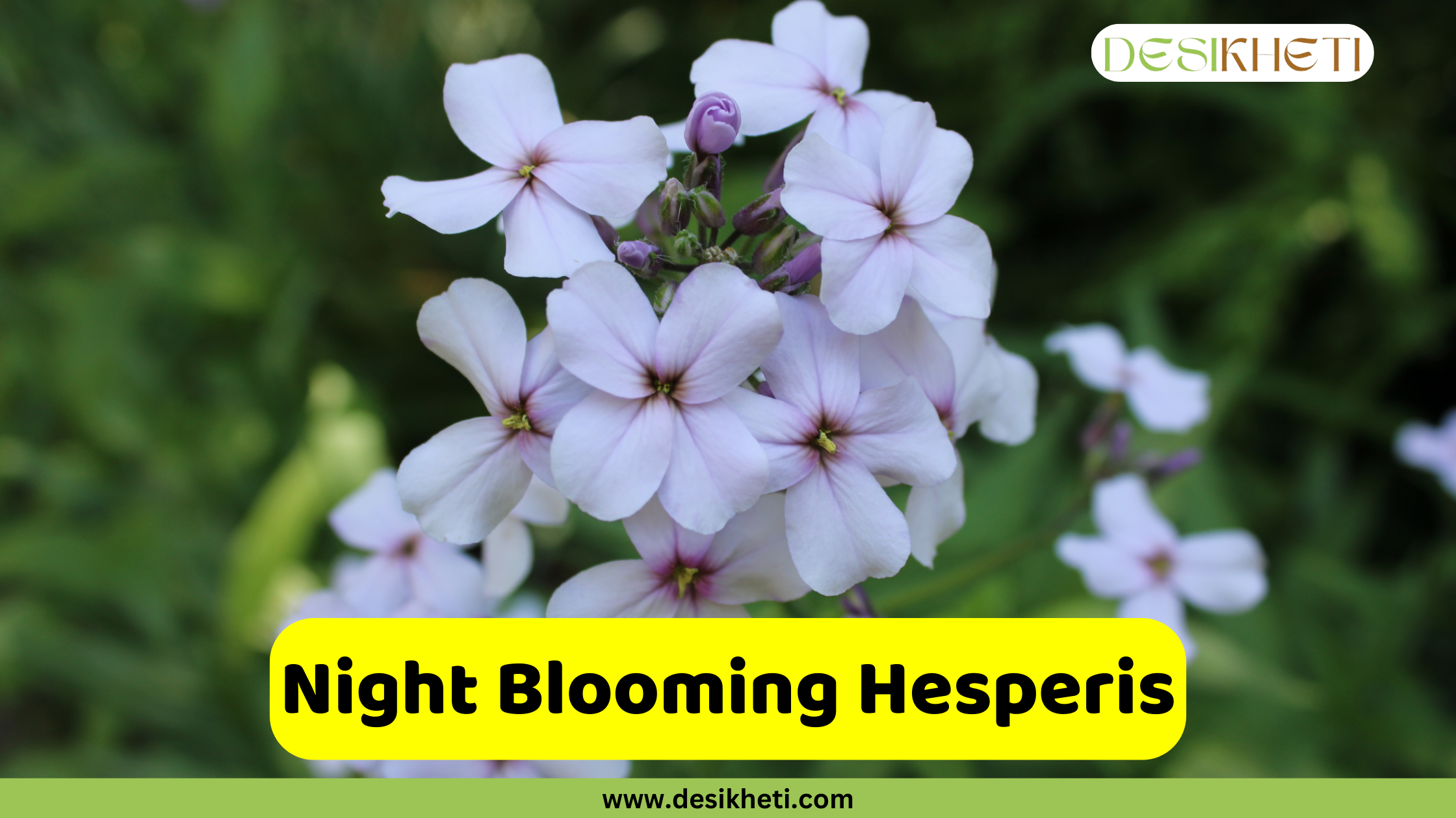 Night Blooming Hesperis A close-up shot of a cluster of night-blooming hesperis (Hesperis matronalis) flowers. The delicate, four-petaled flowers are a soft white or pale lavender color with a subtle darker center, and are surrounded by blurred green foliage. A text overlay in a yellow rectangular box reads "Night Blooming Hesperis." The image also includes the website address "www.desikheti.com" at the bottom and the "DESIKHETI" logo in the top right corner.