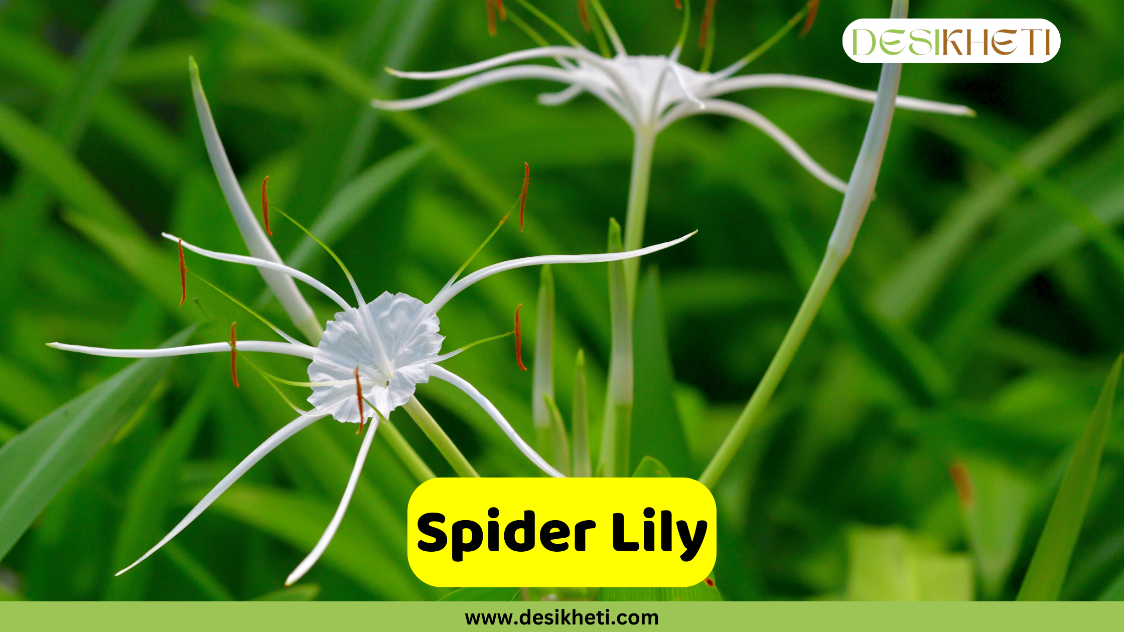 Spider Lily A close-up shot of three spider lily (Hymenocallis) flowers with their distinctive long, delicate white petals and prominent stamens. The flowers appear to be floating above a bed of long, green leaves. A text overlay in a yellow rectangular box reads "Spider Lily." The image also includes the website address "www.desikheti.com" at the bottom and the "DESIKHETI" logo in the top right corner.