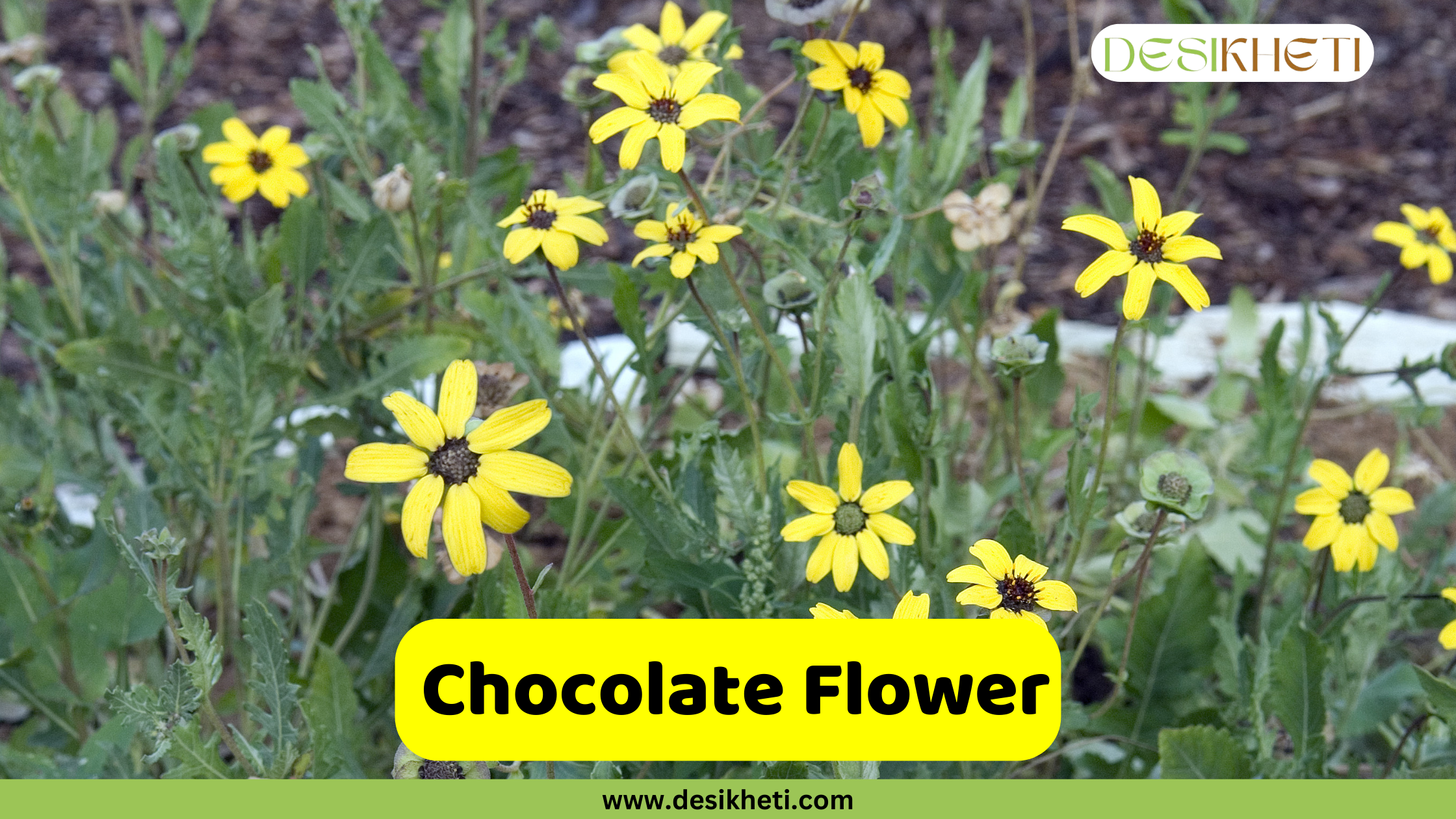 Chocolate Flower. A medium shot of several chocolate flowers (Berlandiera lyrata) blooming in a garden. The flowers have vibrant yellow petals and a distinctive dark reddish-brown center. The plants are surrounded by green leaves and set against a dark soil background. A text overlay in a yellow rectangular box reads "Chocolate Flower." The image also includes the website address "www.desikheti.com" at the bottom and the "DESIKHETI" logo in the top right corner.