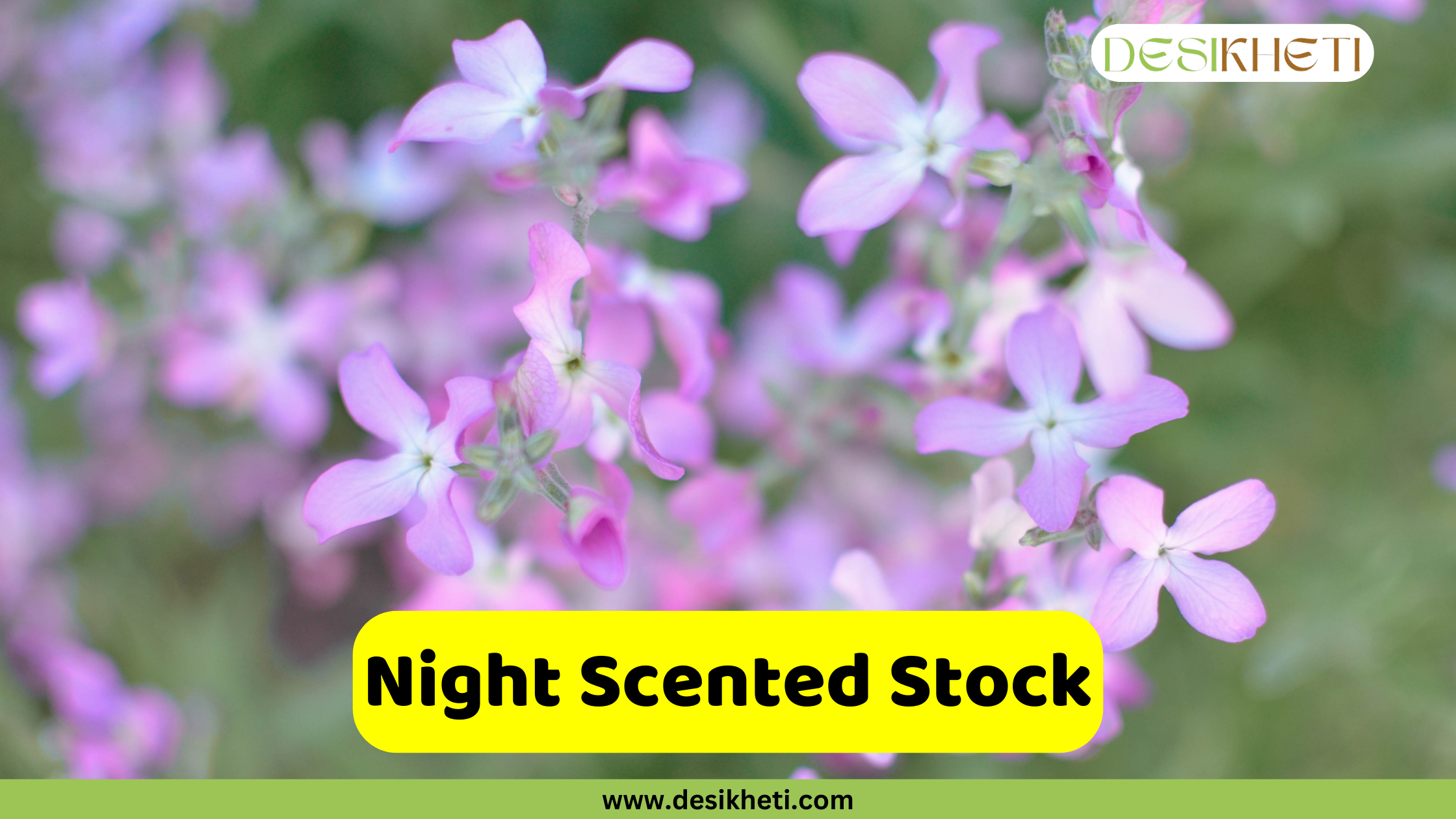 Night Scented Stock A close-up of a cluster of night-scented stock (Matthiola longipetala) flowers, with delicate pale purple petals and a subtle yellow center. The flowers are arranged on a stem and surrounded by a soft, blurred green background. A text overlay in a yellow rectangular box reads "Night Scented Stock." The image also includes the website address "www.desikheti.com" at the bottom and the "DESIKHETI" logo in the top right corner.