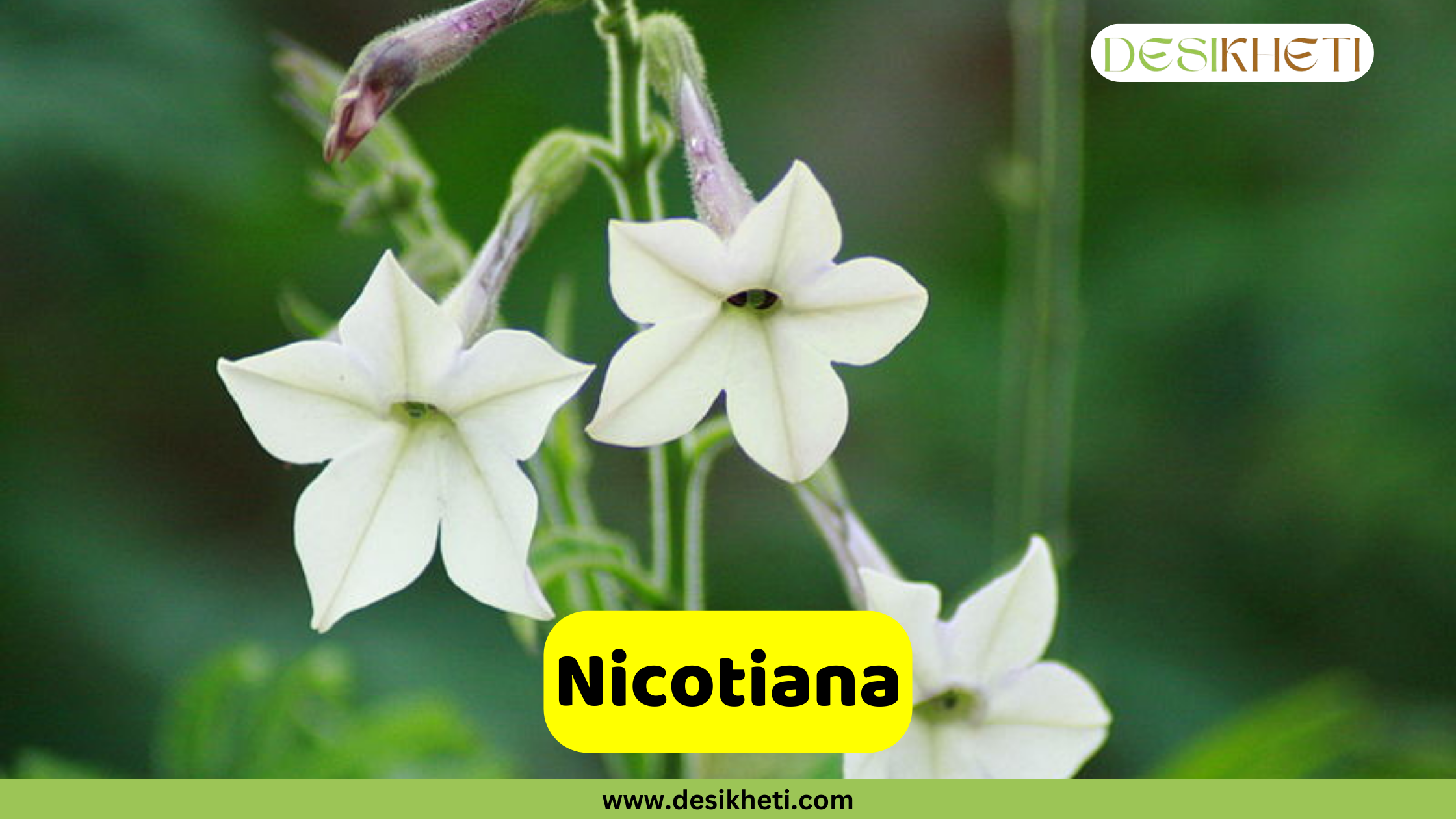 Nicotiana A close-up of several Nicotiana (flowering tobacco) flowers, which are star-shaped and a beautiful creamy white color. The flowers are shown on a stem against a soft, blurred green background. A text overlay in a yellow rectangular box reads "Nicotiana." The image also includes the website address "www.desikheti.com" at the bottom and the "DESIKHETI" logo in the top right corner.