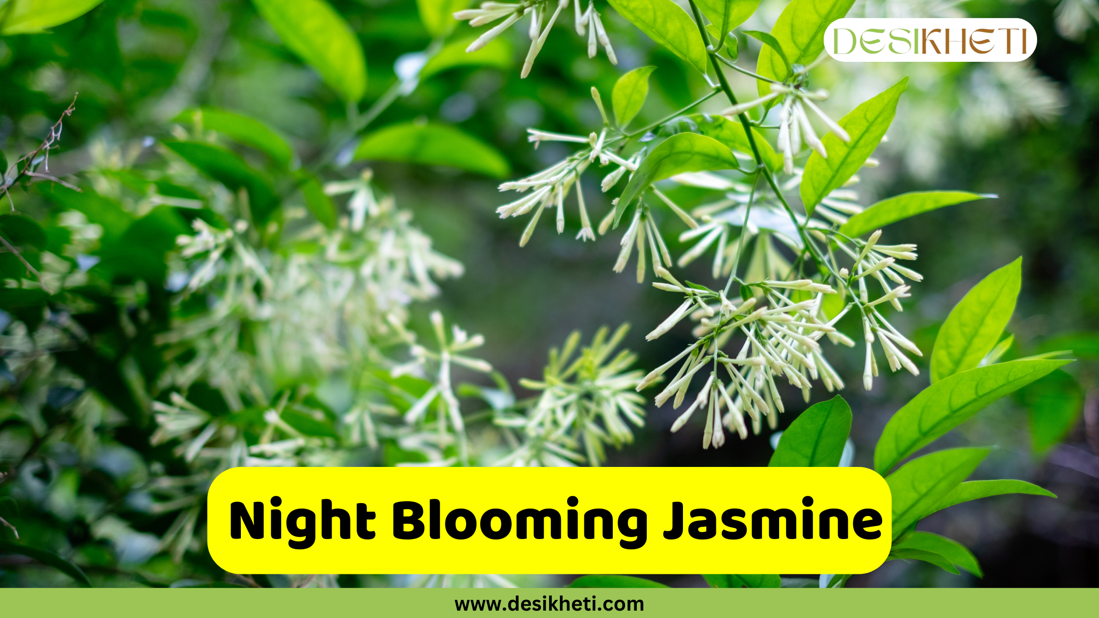 Night Blooming Jasmine A close-up of a night-blooming jasmine (Cestrum nocturnum) plant, showing its small, star-shaped, creamy-white flowers with long, delicate petals. The flowers are surrounded by lush green leaves. The image has a text overlay that reads "Night Blooming Jasmine" in a yellow rectangular box, and the bottom includes the website address "www.desikheti.com". The "DESIKHETI" logo is visible in the top right corner.