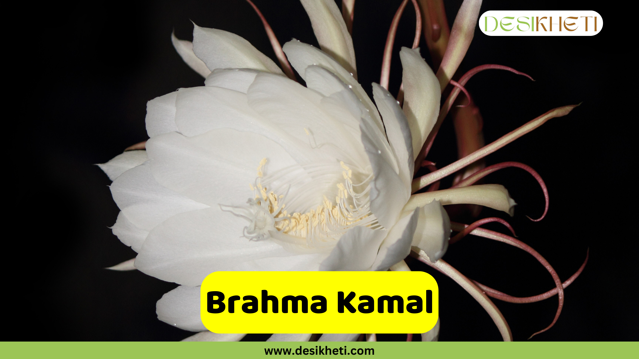 Brahma Kamal A close-up of a Brahma Kamal (Saussurea obvallata) flower in full bloom, showcasing its large, multi-layered white petals and a delicate yellow center. The majestic flower is set against a dark black background, emphasizing its beauty and unique structure. A text overlay in a yellow rectangular box reads "Brahma Kamal." The image also includes the website address "www.desikheti.com" at the bottom and the "DESIKHETI" logo in the top right corner.