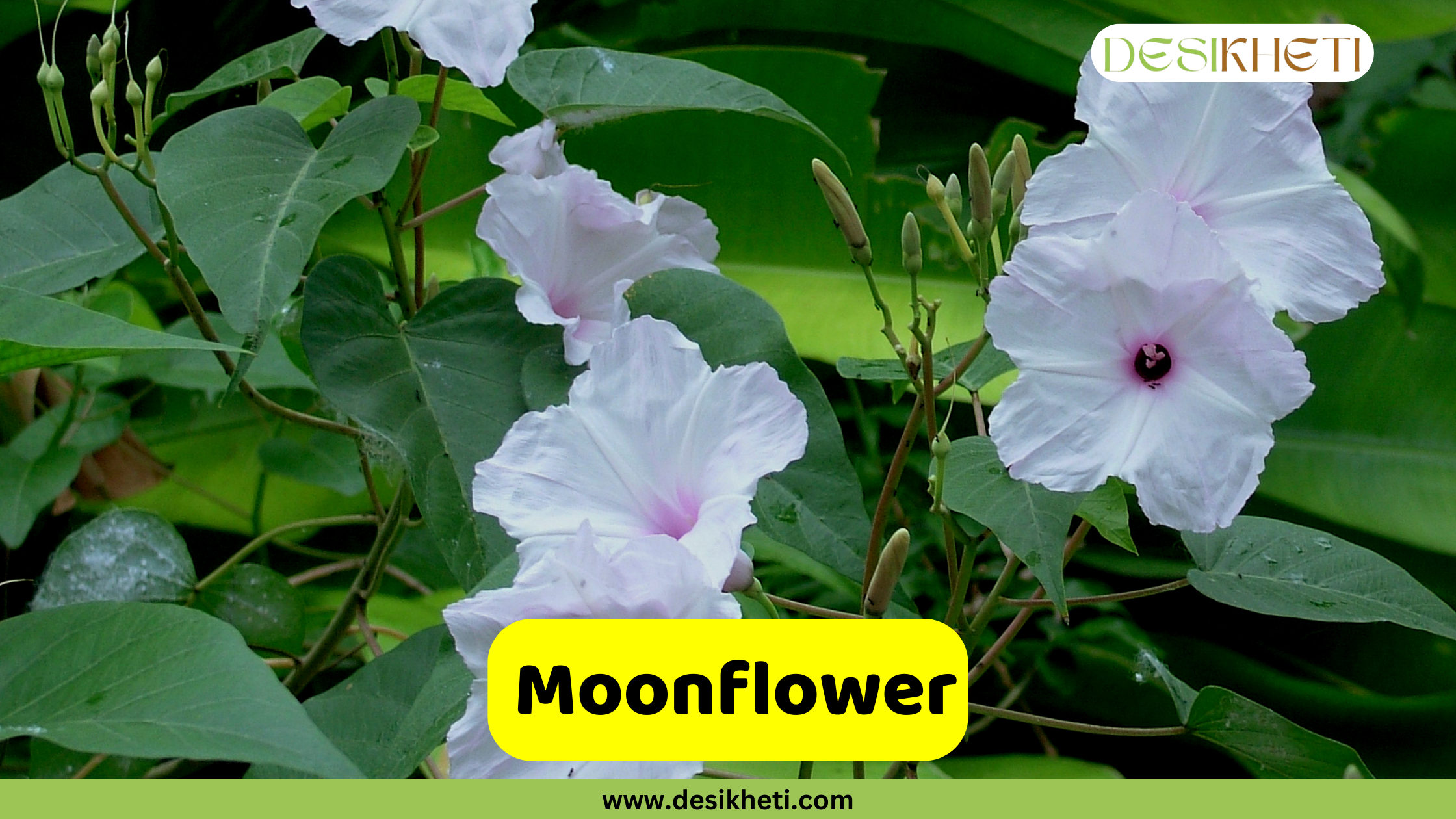 Moonflower A close-up shot of a cluster of moonflowers (Ipomoea alba) with their large, white, trumpet-shaped petals and green leaves. The center of each flower has a subtle pinkish-purple hue. A text overlay in a yellow rectangular box reads "Moonflower." The image also includes the website address "www.desikheti.com" at the bottom and the "DESIKHETI" logo in the top right corner.