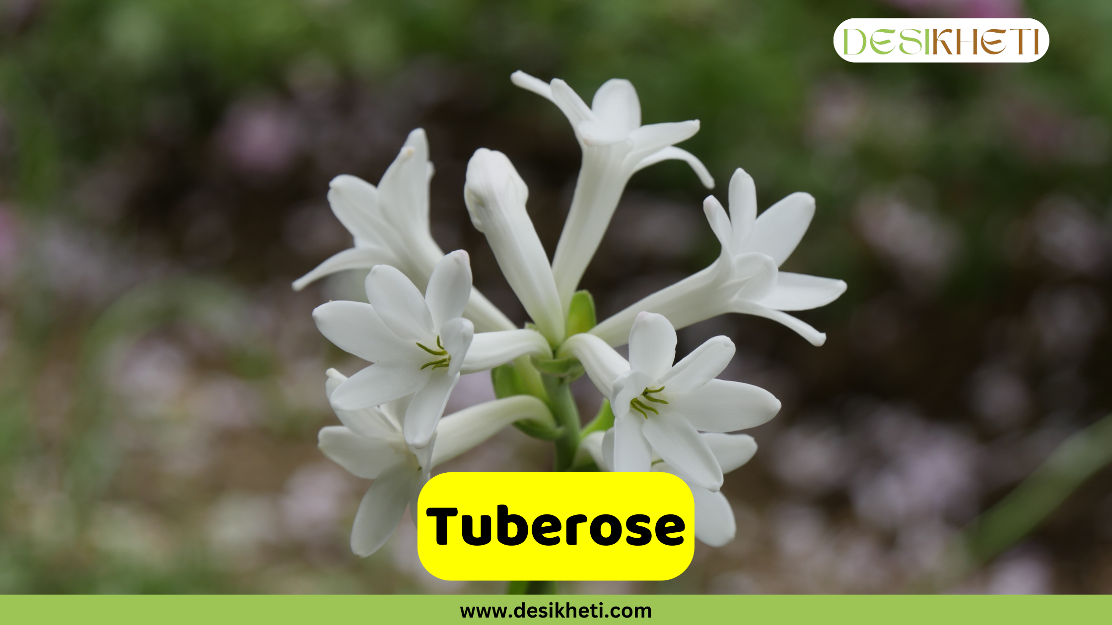 Tuberose A close-up of a tuberose (Polianthes tuberosa) stem with several fragrant, white, trumpet-shaped flowers blooming. The background is a soft, out-of-focus mix of green and pink. The image has a text overlay in a yellow rectangular box that reads "Tuberose." The bottom of the image shows the website address "www.desikheti.com," and the "DESIKHETI" logo is in the top right corner.