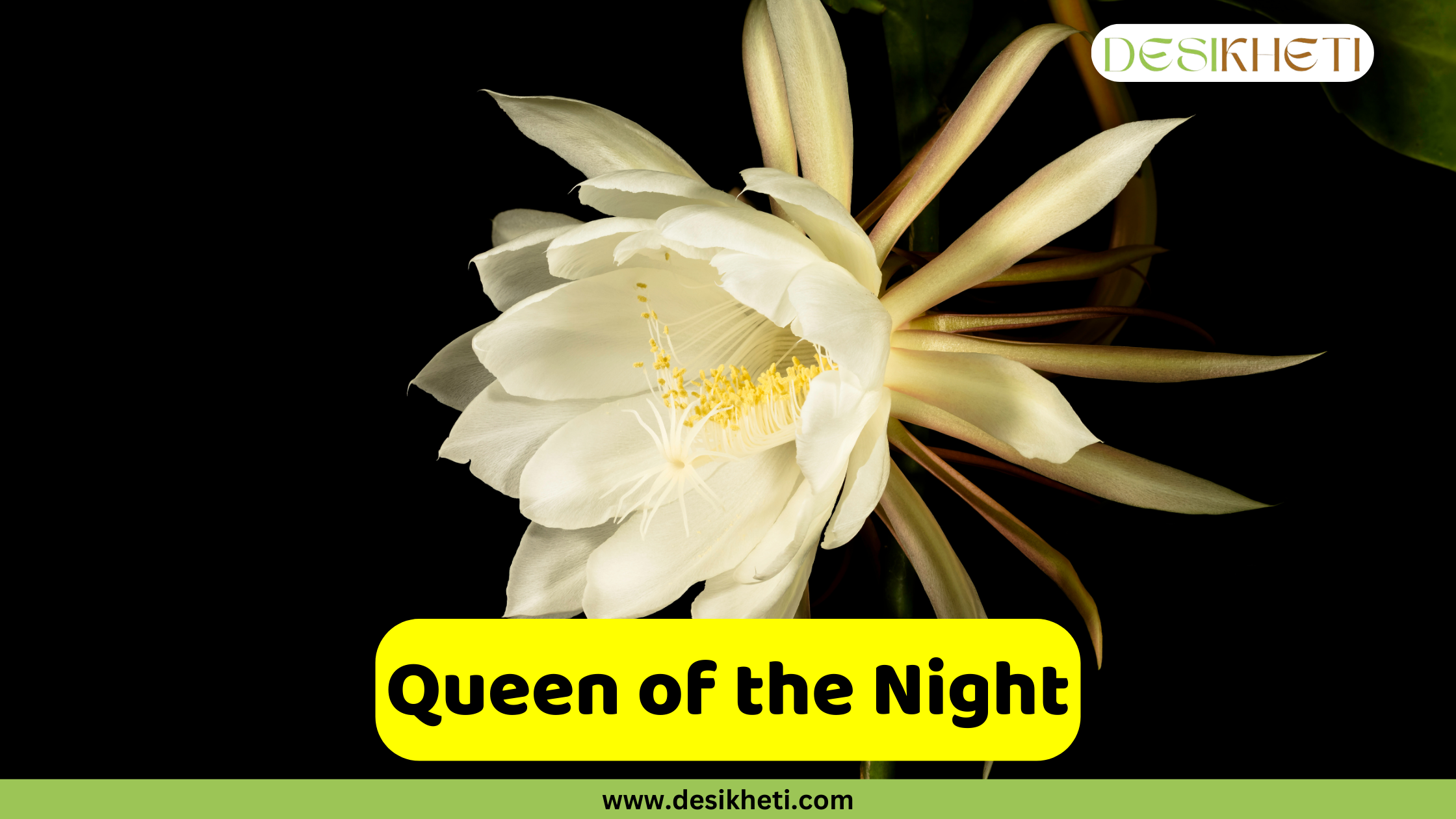 Queen of the Night A striking close-up of a Queen of the Night (Epiphyllum oxypetalum) flower, showcasing its large, stunning white petals and a cluster of delicate yellow-tipped stamens at its center. The magnificent flower is set against a dark black background, highlighting its beauty. A text overlay in a yellow rectangular box reads "Queen of the Night." The image also includes the website address "www.desikheti.com" at the bottom and the "DESIKHETI" logo in the top right corner.