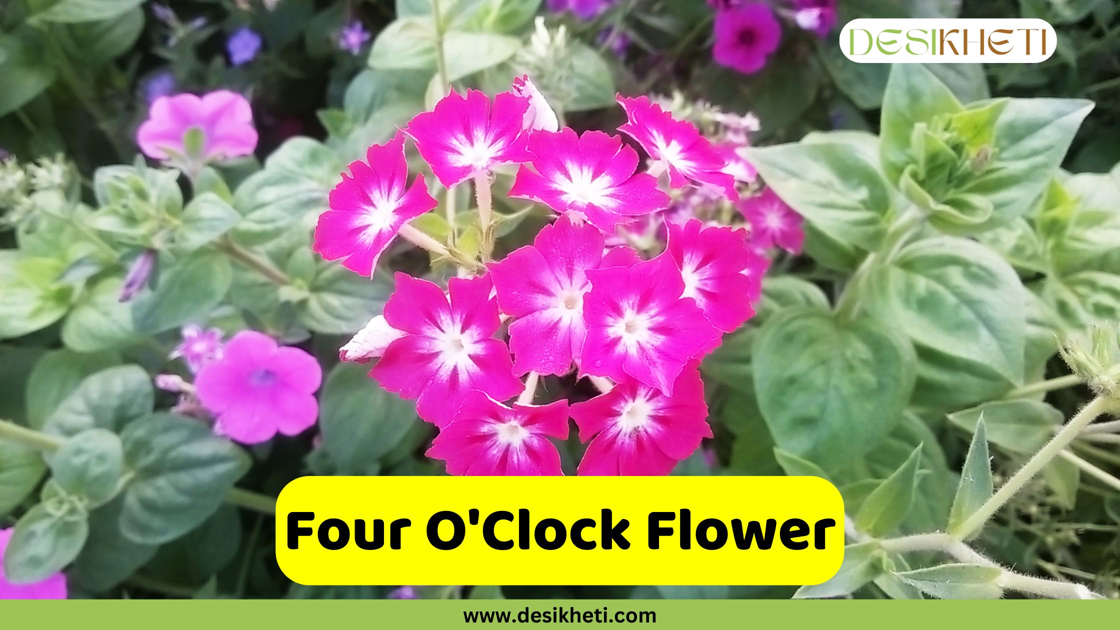 Four O'Clock Flower A close-up shot of a cluster of vibrant pink four o'clock flowers (Mirabilis jalapa) with a distinct star-like white center. The flowers are surrounded by lush green foliage, with other pink flowers visible in the blurry background. A text overlay in a yellow rectangular box reads "Four O'Clock Flower." The image also includes the website address "www.desikheti.com" at the bottom and the "DESIKHETI" logo in the top right corner.