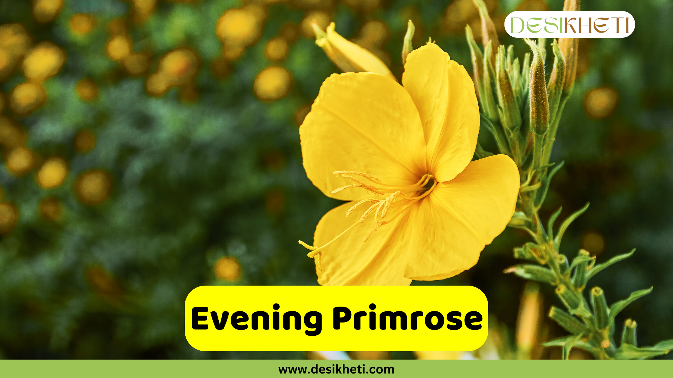 Evening Primrose A close-up shot of a single, vibrant yellow evening primrose (Oenothera biennis) flower with a delicate, ruffled appearance. The flower is set against a blurred background of green foliage and other yellow blooms. A text overlay in a yellow rectangular box reads "Evening Primrose." The image also includes the website address "www.desikheti.com" at the bottom and the "DESIKHETI" logo in the top right corner.