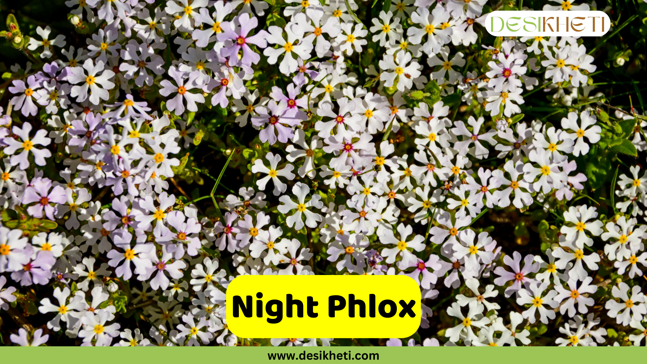 Night Phlox A vibrant, overhead view of a dense cluster of night phlox (Zaluzianskya capensis) flowers. The small, star-shaped flowers are a mix of white and a faint purplish-pink, with some having a touch of yellow at their center. The flowers are packed closely together, creating a beautiful floral carpet. A text overlay in a yellow rectangular box reads "Night Phlox." The image also includes the website address "www.desikheti.com" at the bottom and the "DESIKHETI" logo in the top right corner.