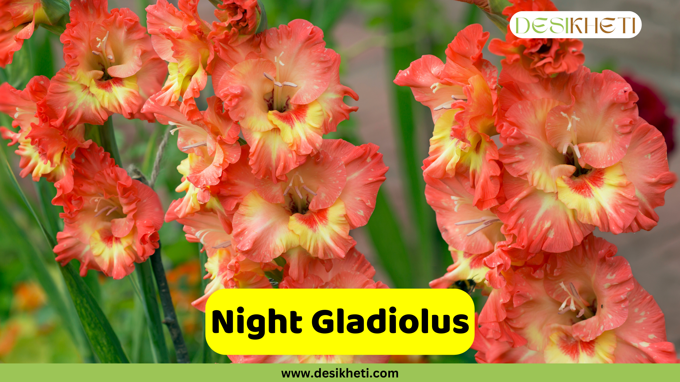 Night Gladiolus A close-up shot of a tall stem of night gladiolus (Gladiolus tristis) with several beautiful, ruffled flowers in full bloom. The petals are a vibrant coral-orange color with a yellow center and throat. The flowers are arranged vertically on the stem. A text overlay in a yellow rectangular box reads "Night Gladiolus." The image also includes the website address "www.desikheti.com" at the bottom and the "DESIKHETI" logo in the top right corner.