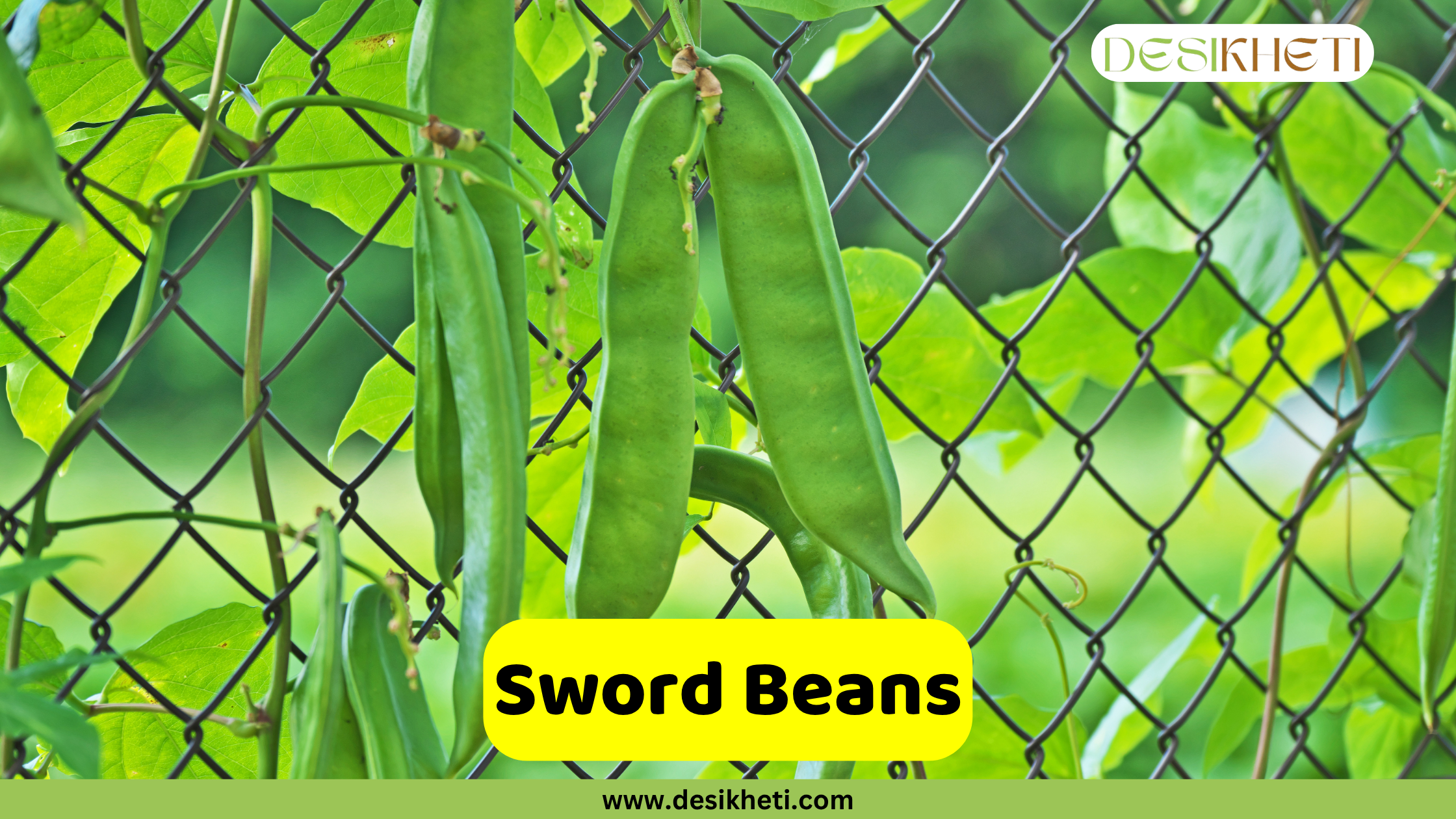 
Several long, green sword beans (Canavalia gladiata) growing on a vine against a chain-link fence. The text "Sword Beans" is in a yellow banner. The logo "DESIKHETI" is in the top right corner, and the website "www.desikheti.com" is at the bottom.