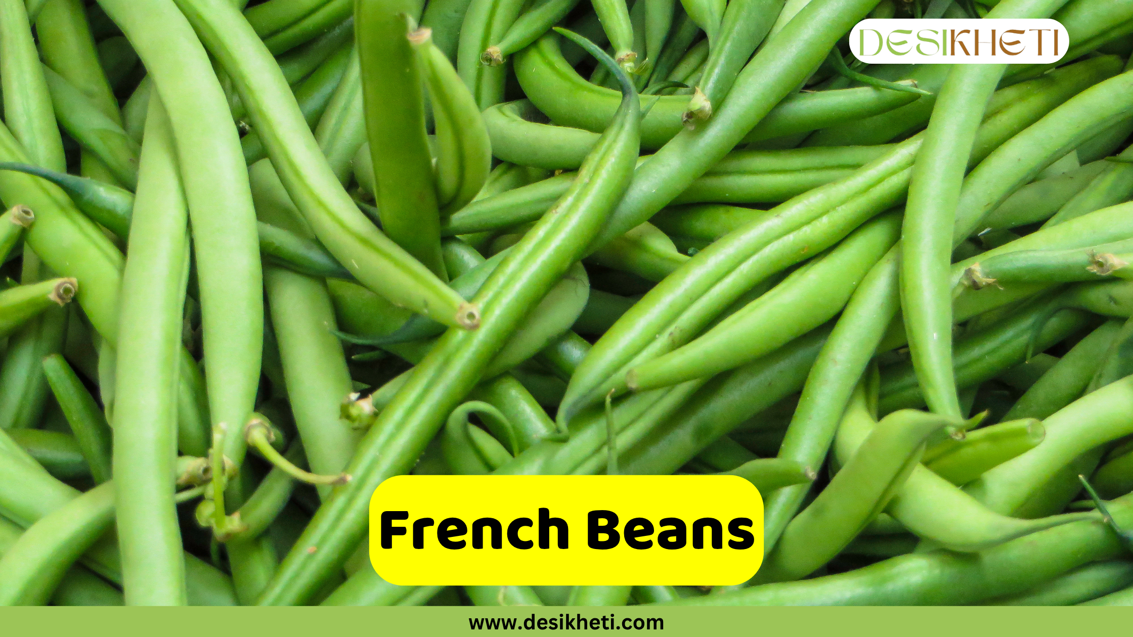 
A bunch of fresh yard long beans, also known as snake beans, tied together on a wooden surface. The text "French Beans" is written in a yellow banner. The logo "DESIKHETI" is in the top right corner, and the website "www.desikheti.com" is at the bottom.