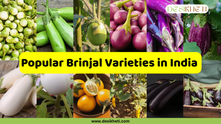 A collage of different popular brinjal (eggplant) varieties in India, with an overlaying yellow banner that reads "Popular Brinjal Varieties in India". The top row of images shows various green and purple brinjals. The bottom row displays white, yellow, and deep purple-black brinjals, with one image showing the plant itself. The bottom of the image has a website address, "www.desikheti.com".