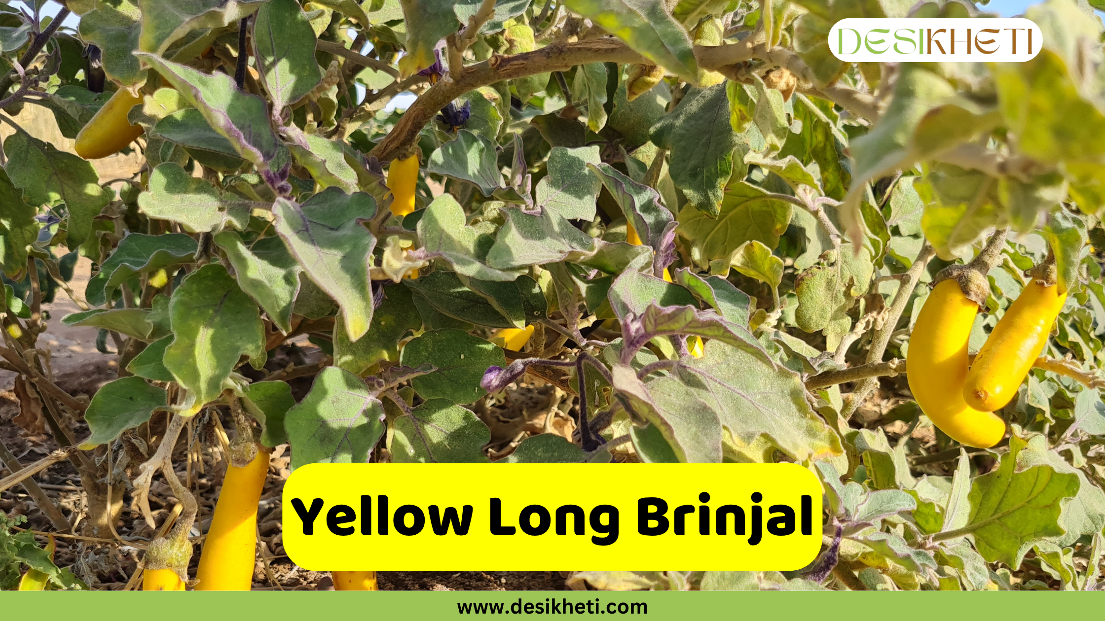 
A brinjal (eggplant) plant with several long, yellow brinjals growing among the green and purple-tinged leaves. An overlaying yellow banner across the bottom reads "Yellow Long Brinjal". The website "www.desikheti.com" is visible at the very bottom.