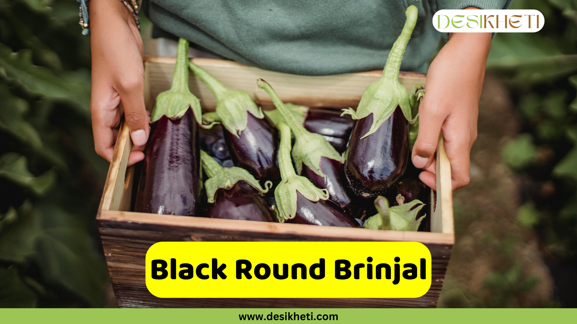 
A person holding a rustic wooden crate filled with round, dark purple to black brinjals (eggplants) with their green stems facing upwards. An overlaying yellow banner across the bottom reads "Black Round Brinjal". The website "www.desikheti.com" is visible at the very bottom.
