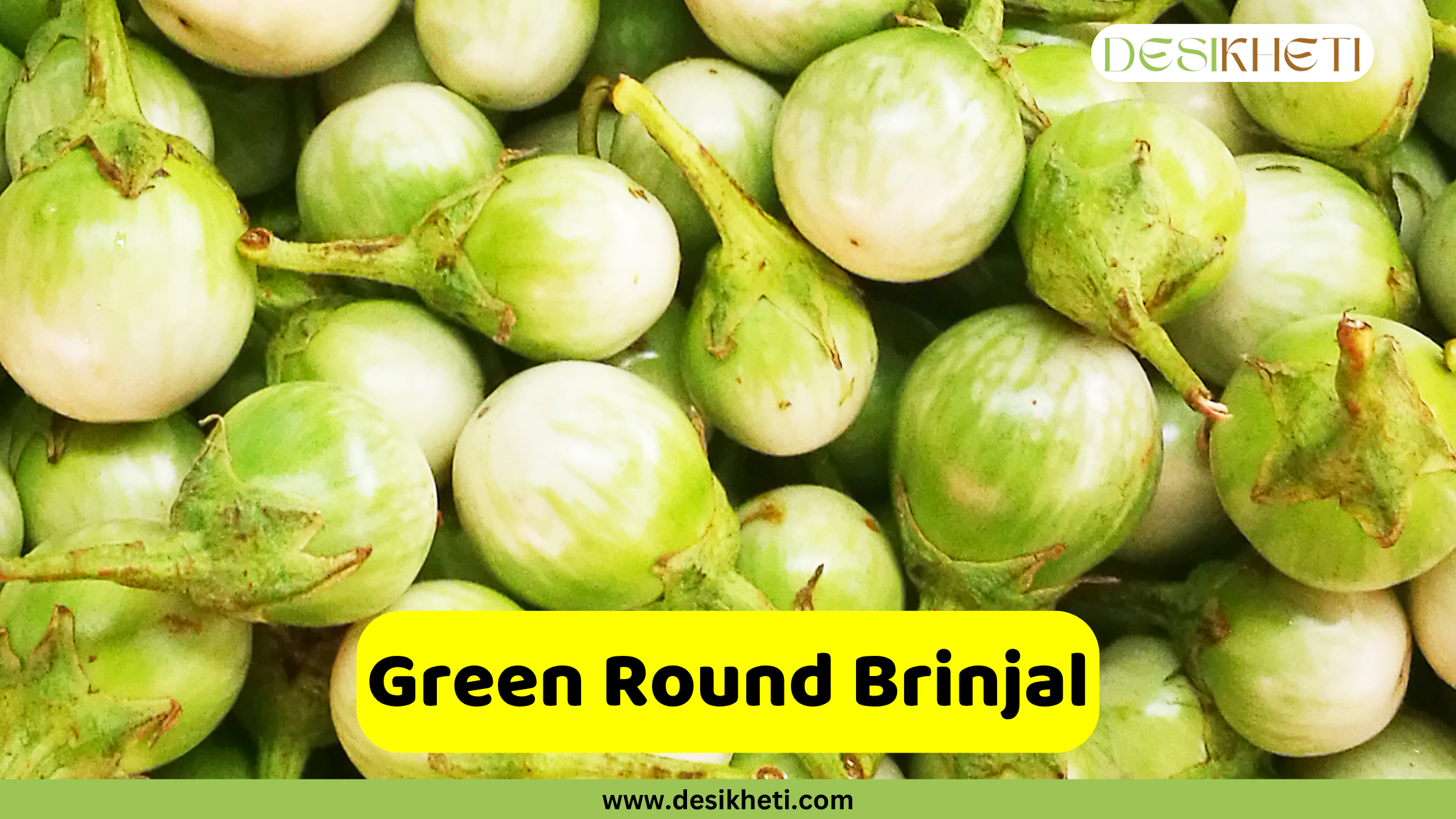 
A large pile of small, round, light green brinjals (eggplants) with subtle white stripes and green stems. An overlaying yellow banner across the bottom reads "Green Round Brinjal". The website "www.desikheti.com" is visible at the very bottom.