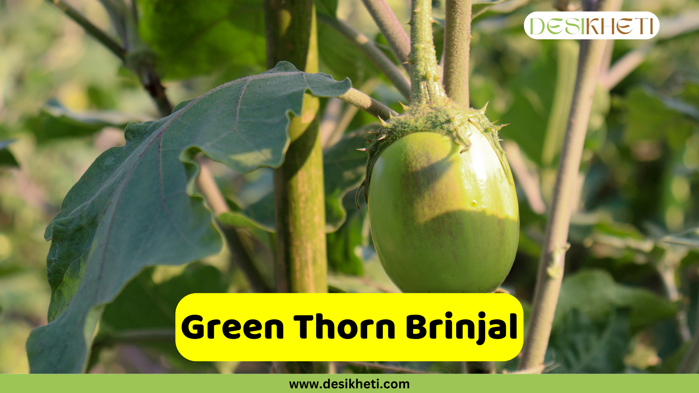 
A small, green brinjal (eggplant) with a spiky, thorny stem attached to the plant. An overlaying yellow banner across the bottom reads "Green Thorn Brinjal". The website "www.desikheti.com" is visible at the very bottom.