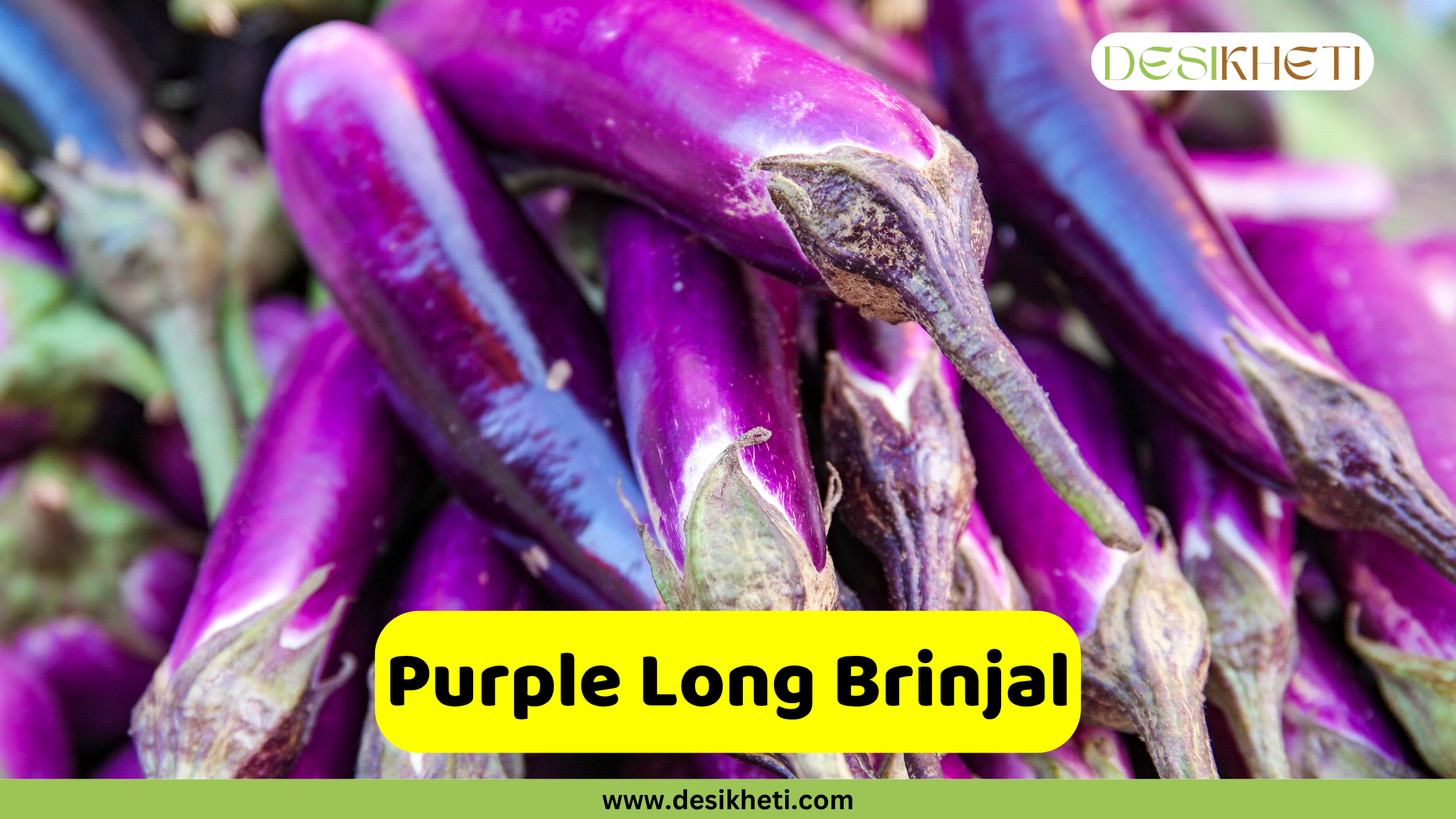 
A bunch of long, glossy purple brinjals (eggplants) with their stems visible. An overlaying yellow banner across the bottom reads "Purple Long Brinjal". The website "www.desikheti.com" is visible at the very bottom.