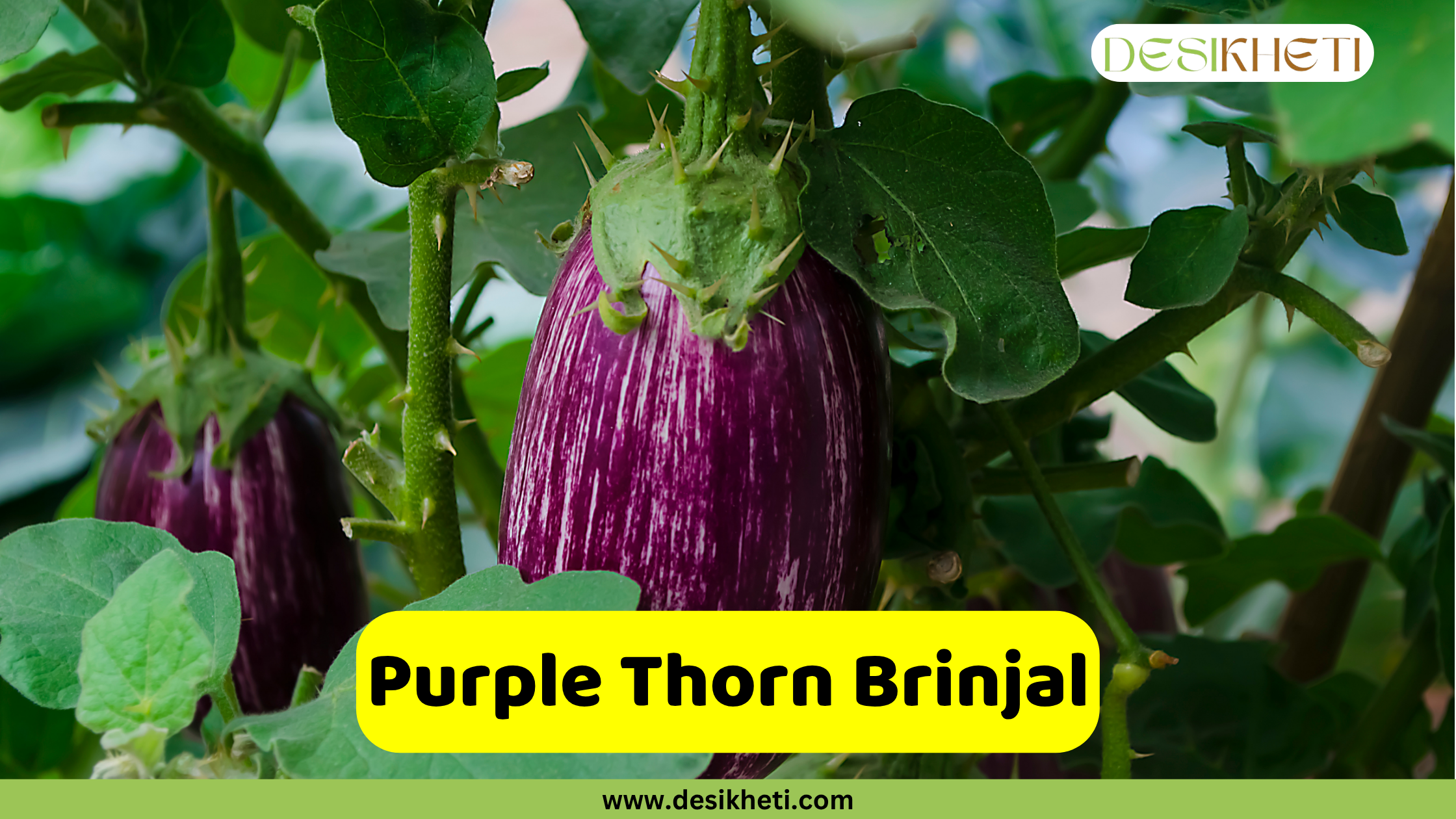 
A long, striped purple brinjal (eggplant) growing on a plant, with a thorny stem and green leaves. An overlaying yellow banner across the bottom reads "Purple Thorn Brinjal". The website "www.desikheti.com" is visible at the very bottom.